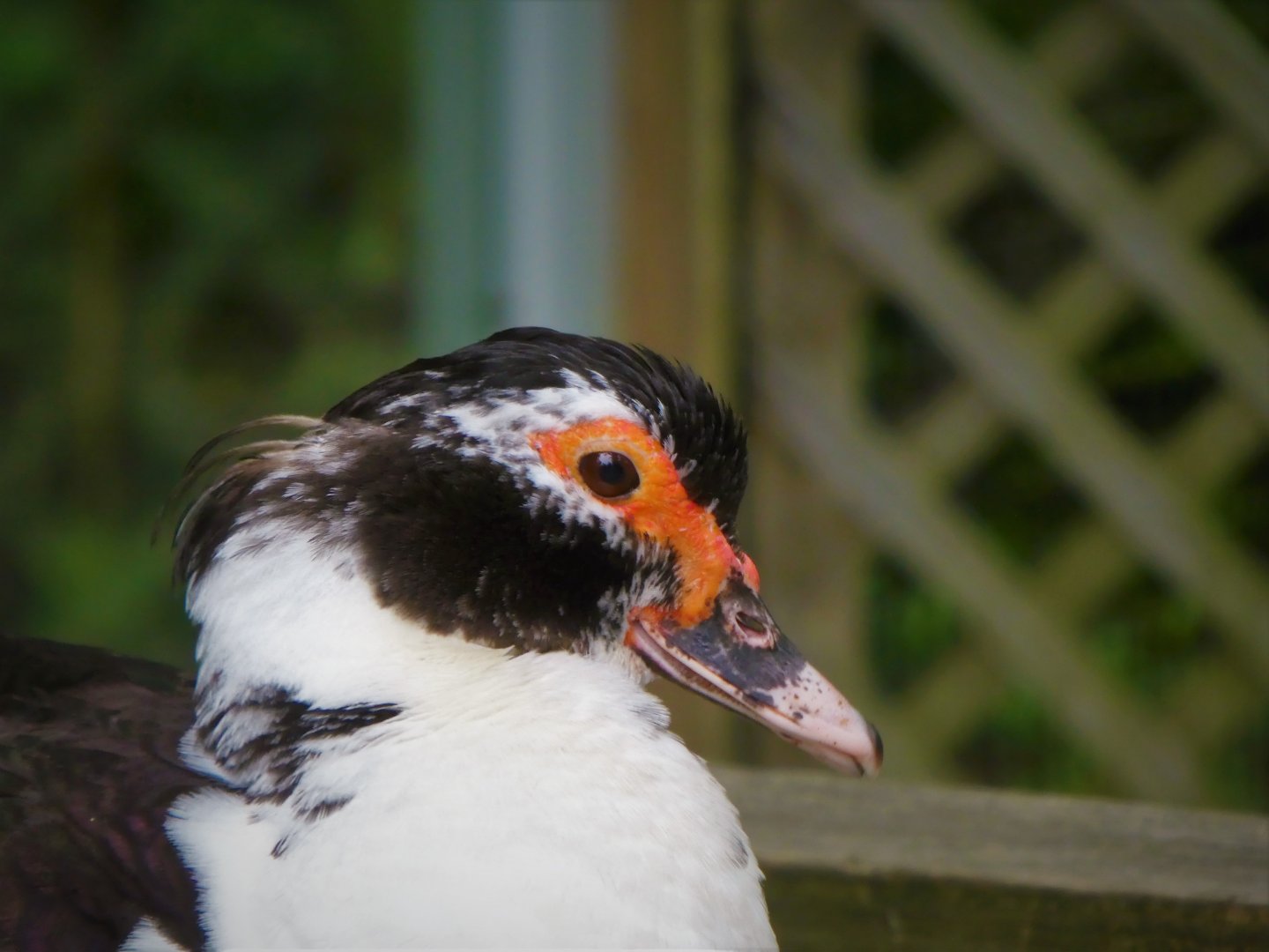Domestic Muscovy Duck