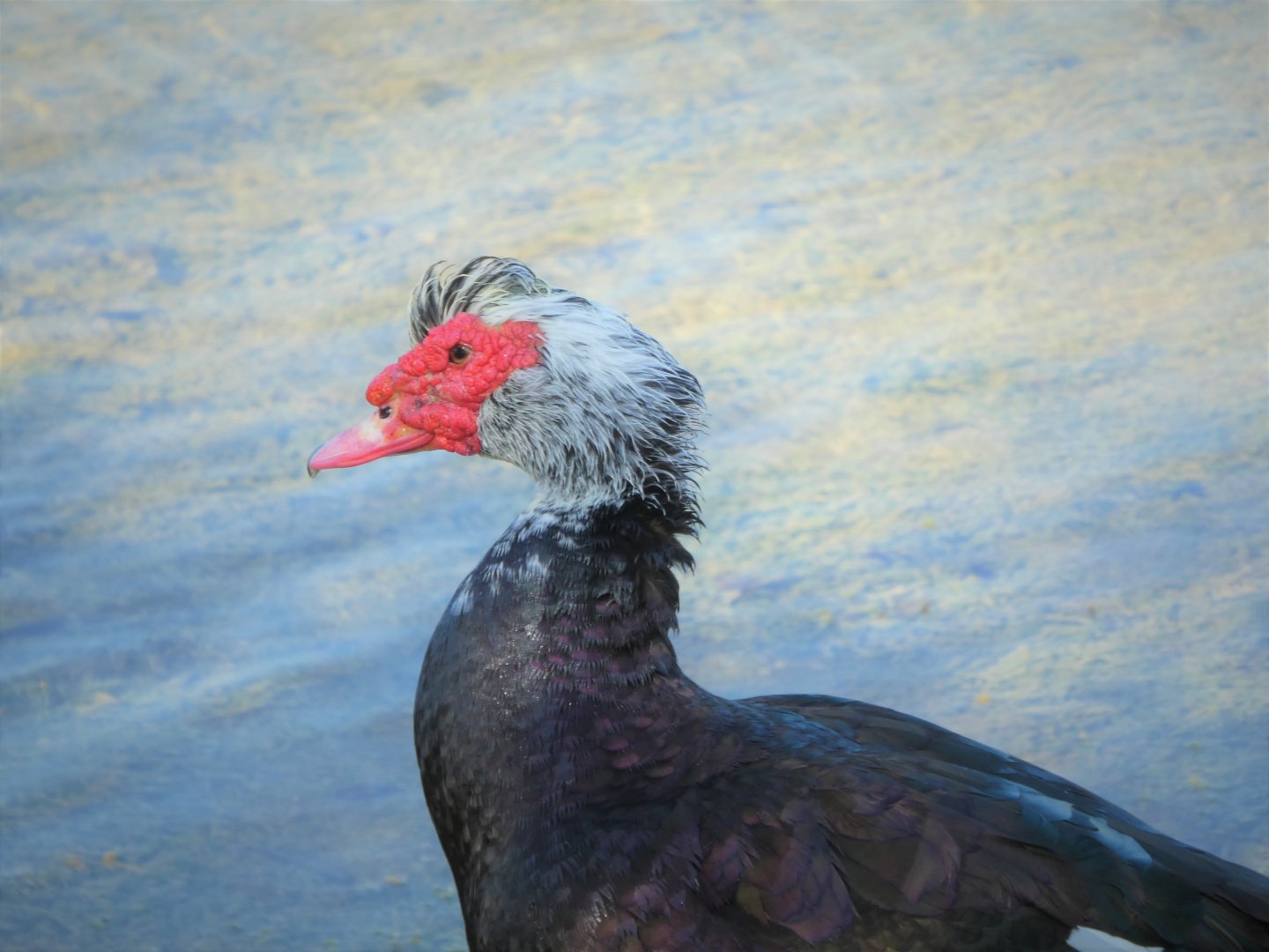 Domestic Muscovy Duck