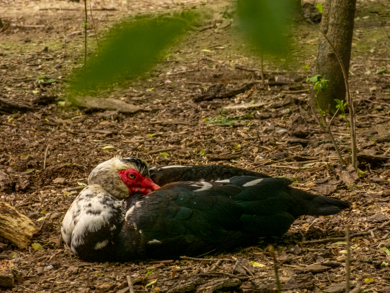 Domestic Muscovy duck