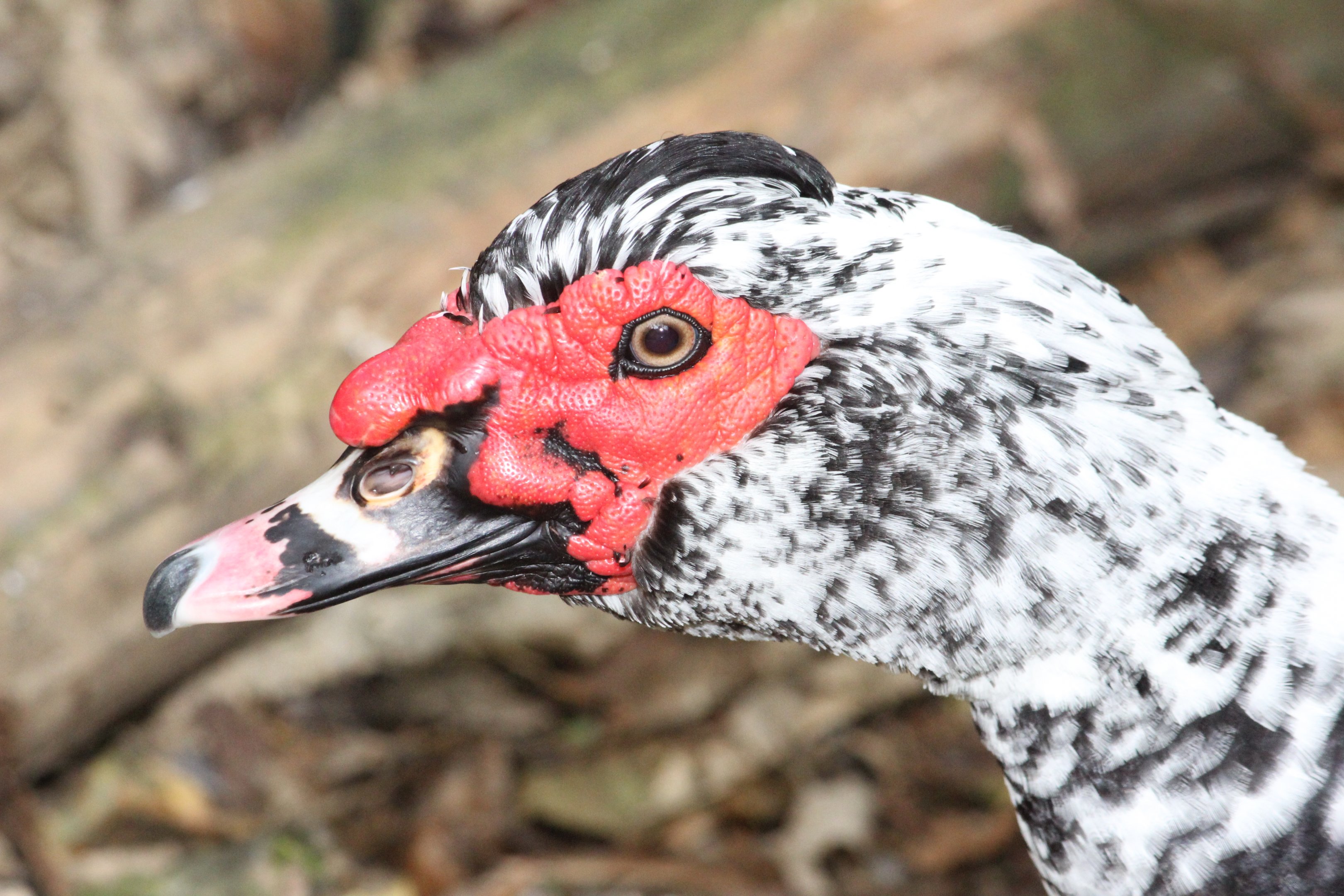 Domestic Muscovy Duck