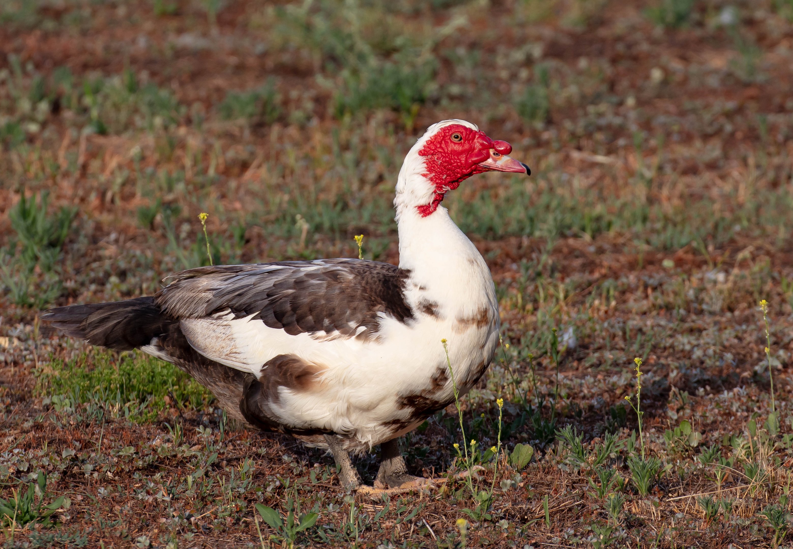 Domestic Muscovy Duck