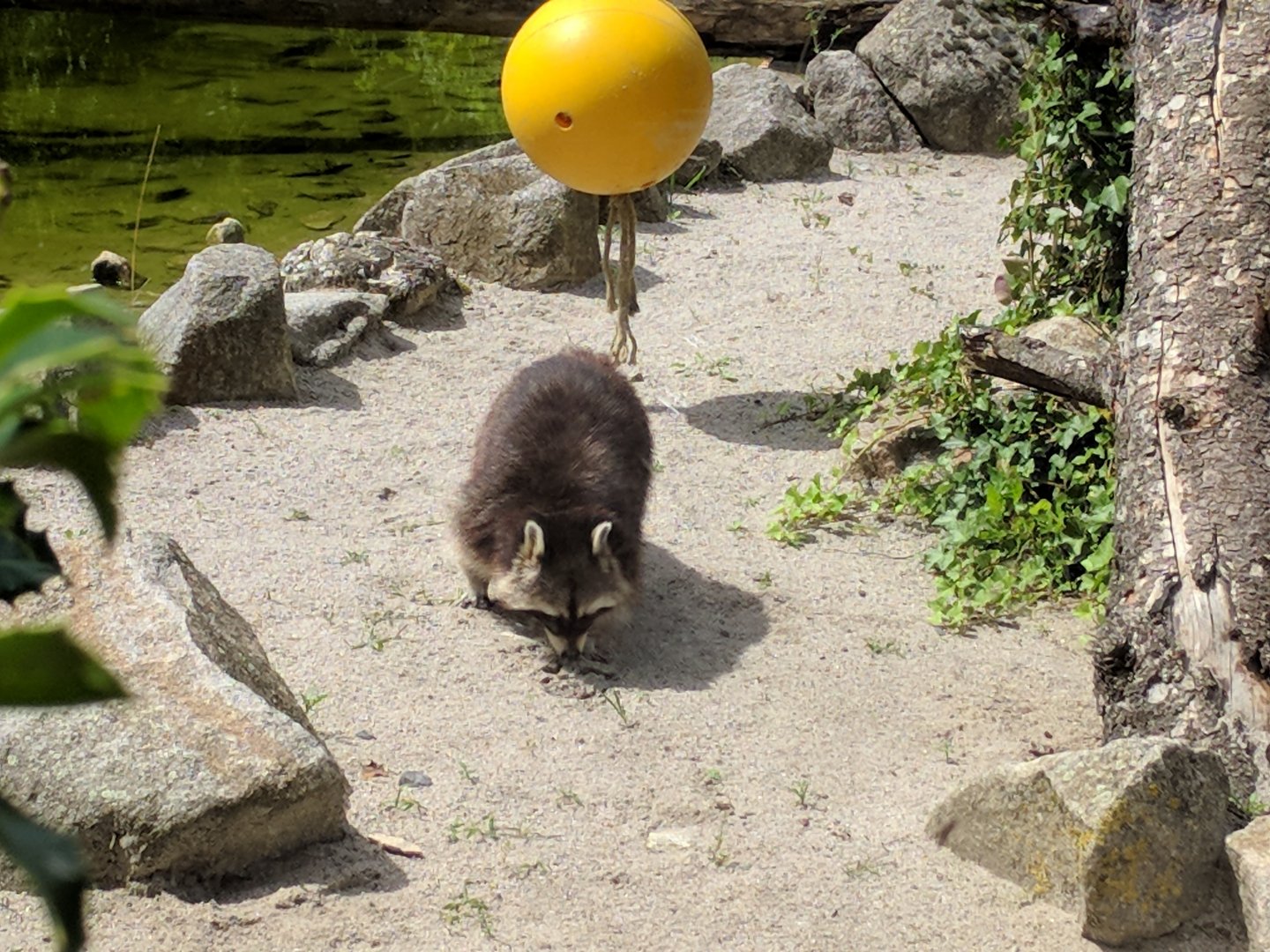 Domestic or North American Racoon?