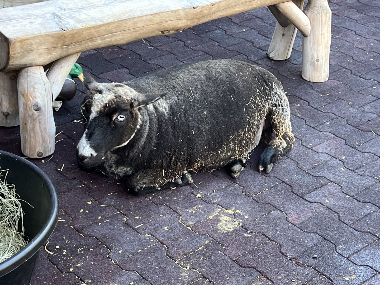 Domestic orientalis Sheep (Ovis aries)