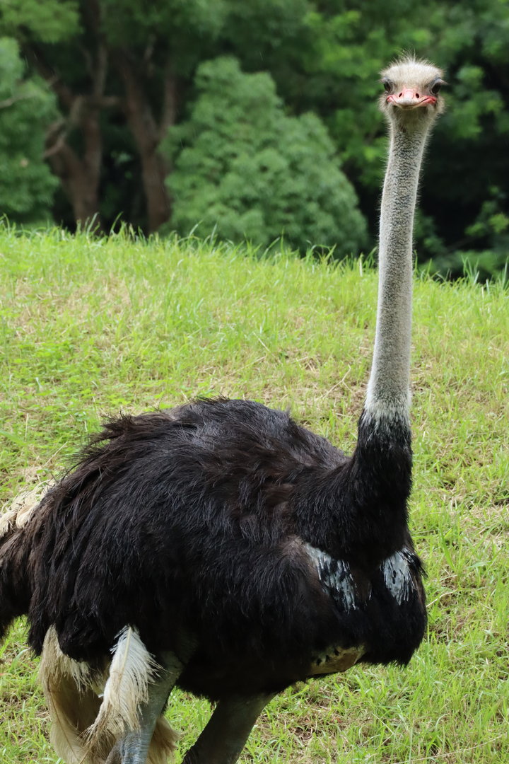 Domestic ostrich