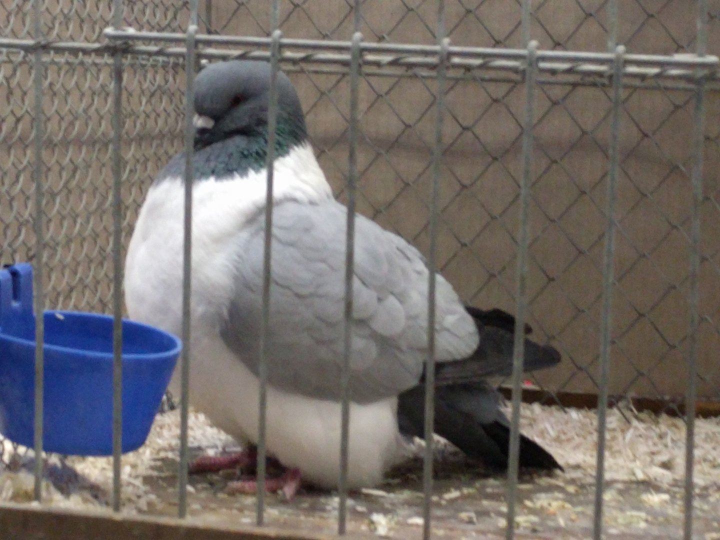 Domestic pidgeon  breed ID