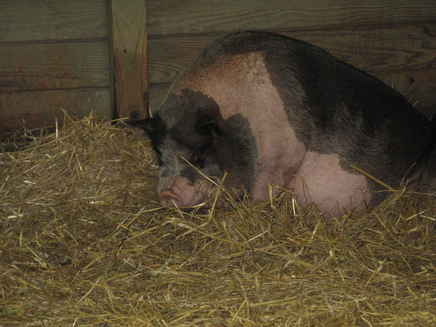 Domestic Pig (2008)
