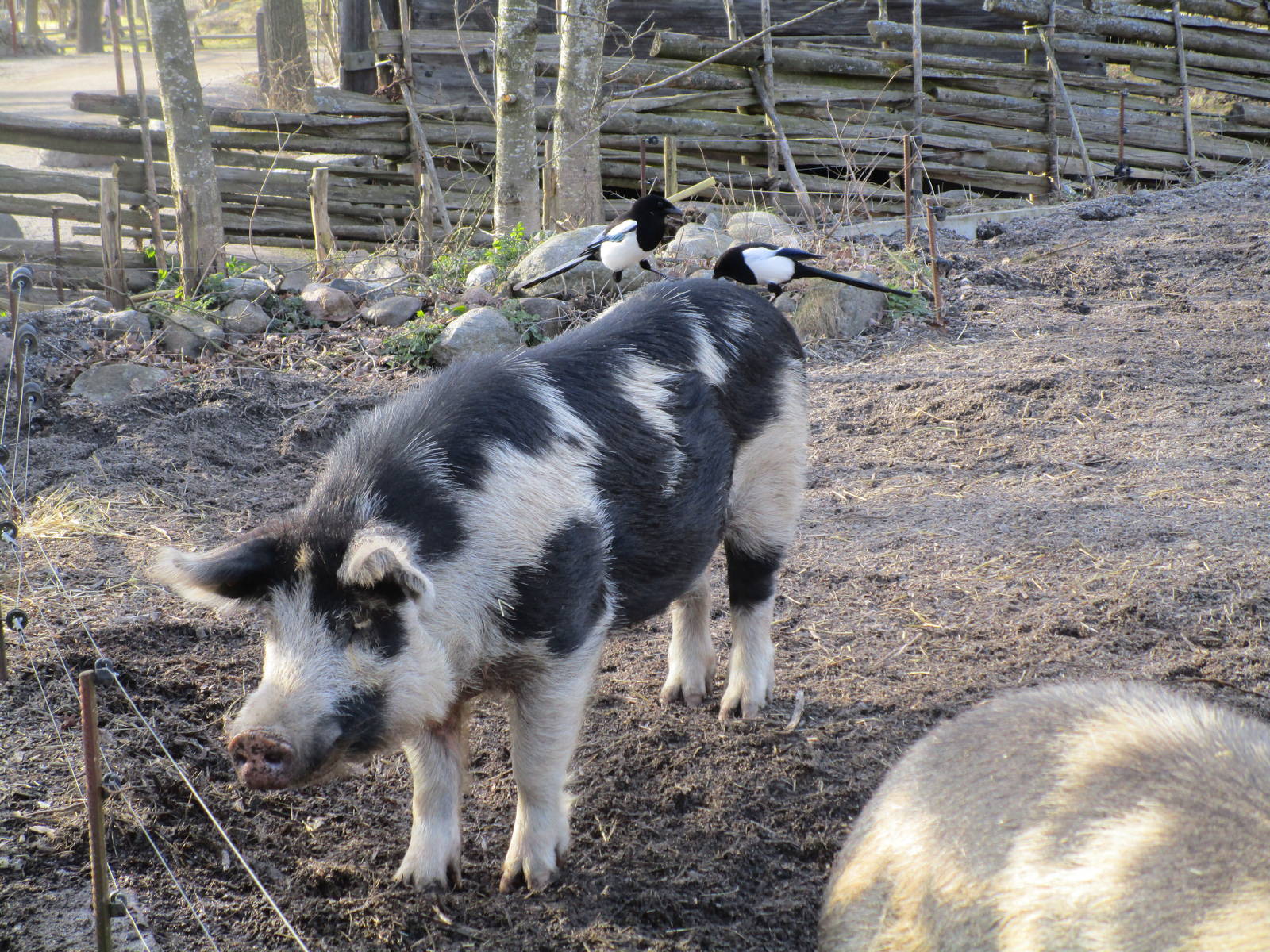 Domestic Pig and Magpies - 24/03/15