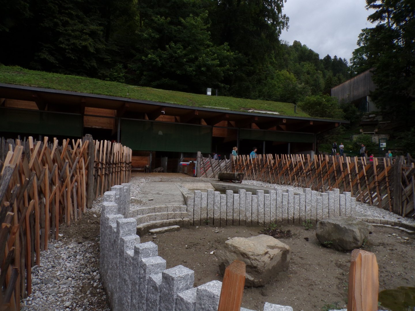 Domestic pig enclosure  9.7.25