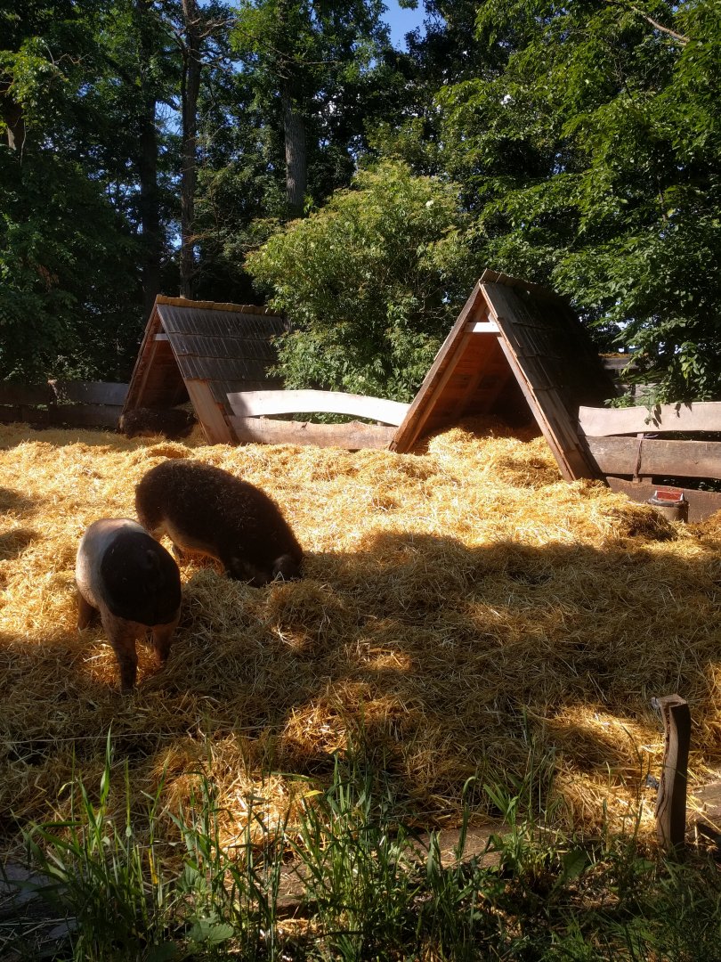 Domestic Pig Enclosure