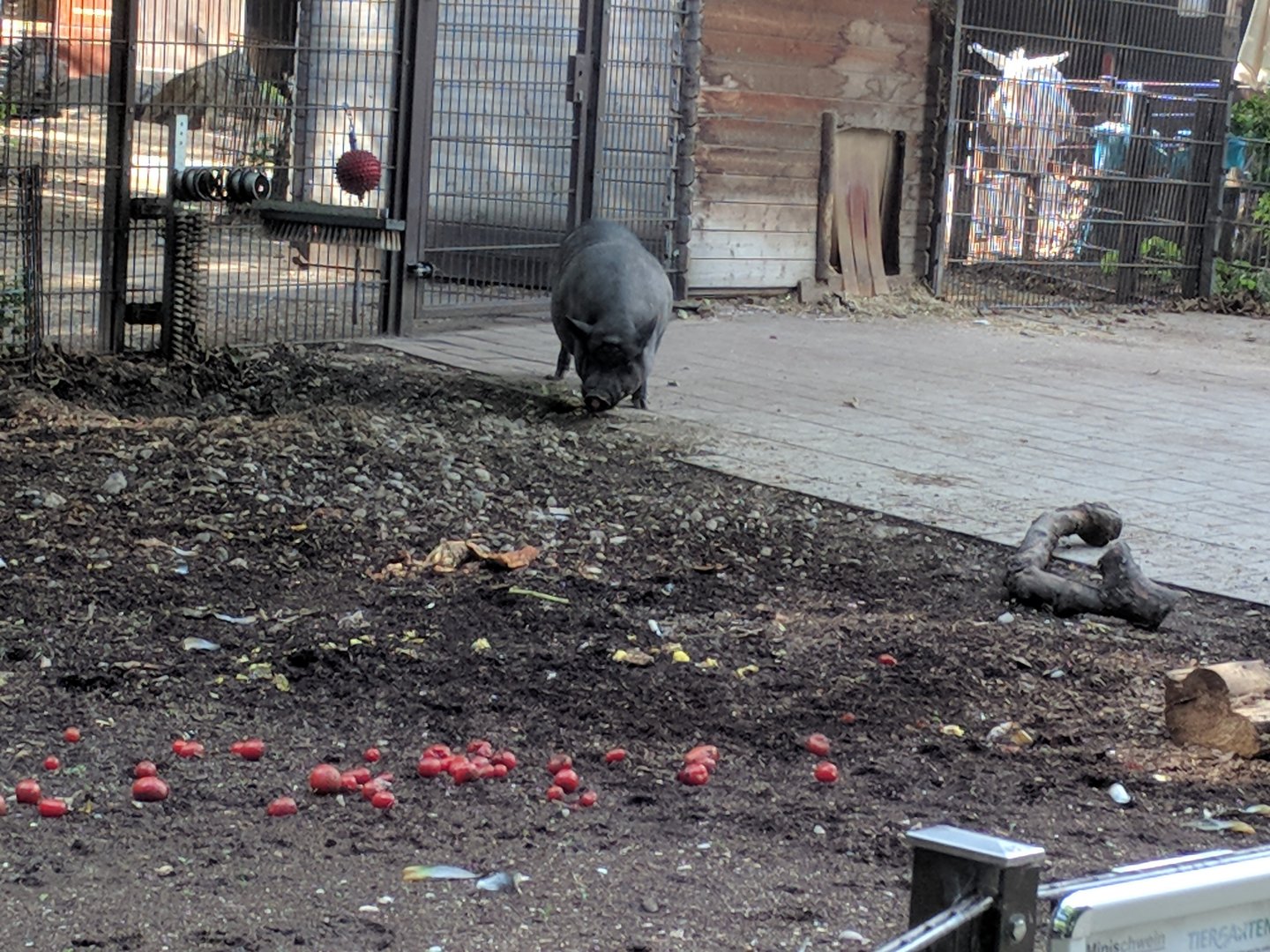 Domestic Pig Enclosure