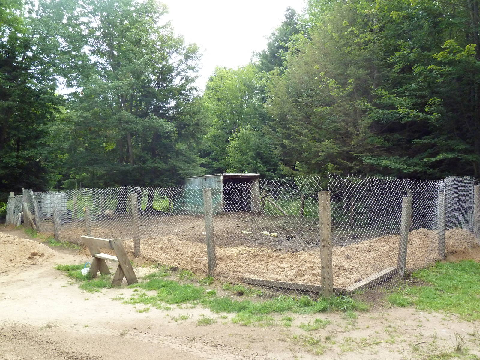 Domestic Pig Exhibit #1