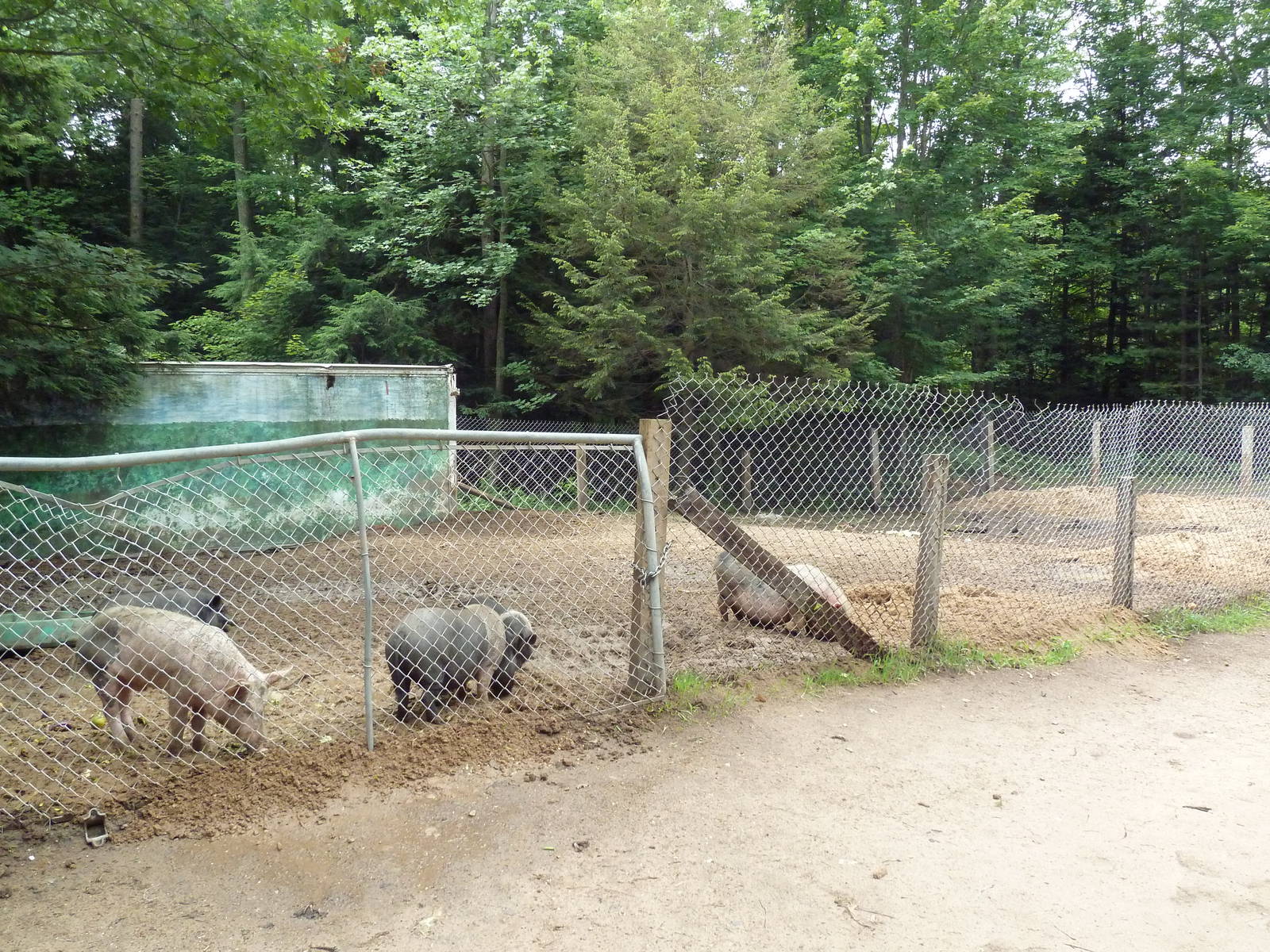 Domestic Pig Exhibit #1