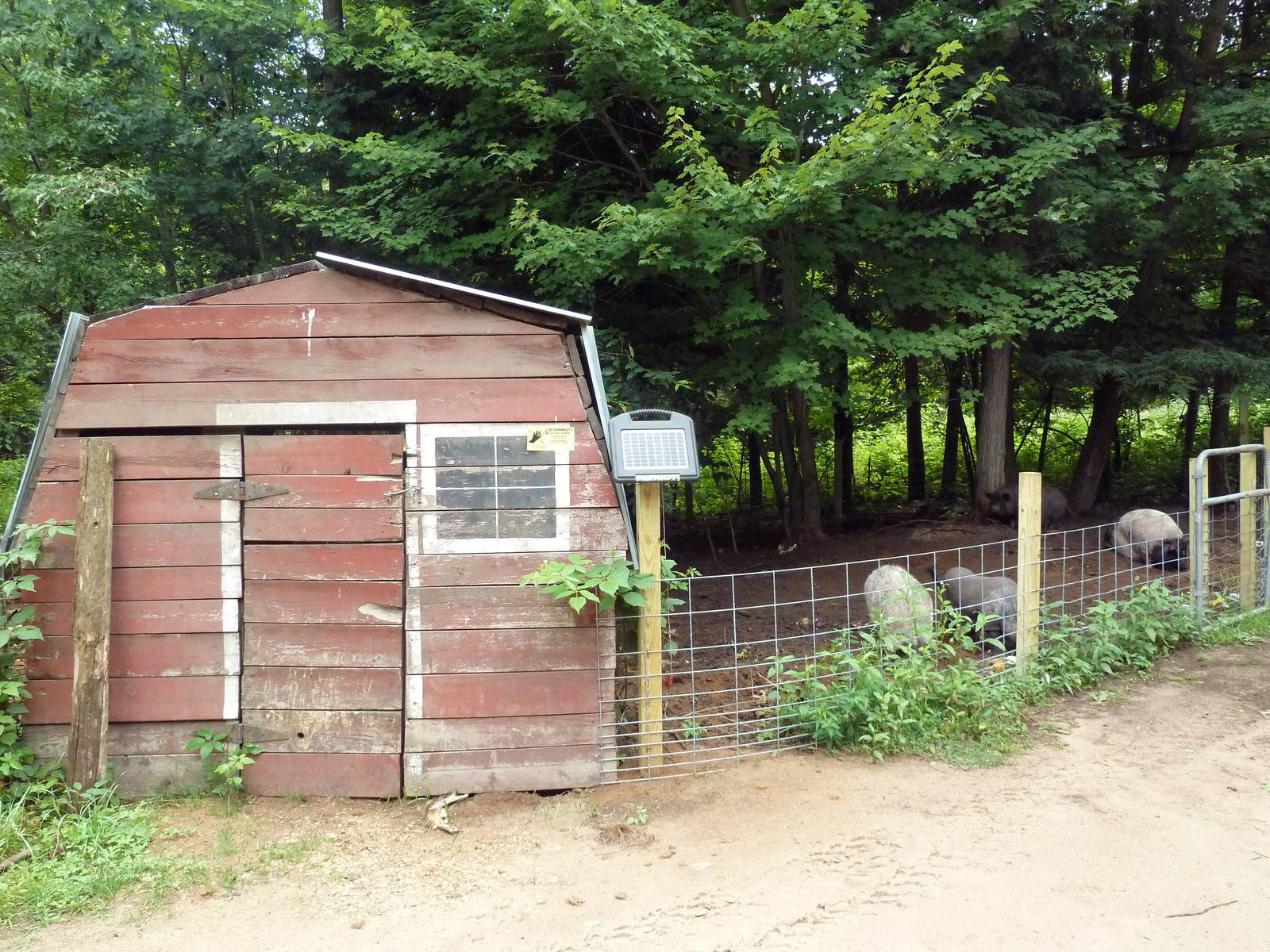 Domestic Pig Exhibit #2