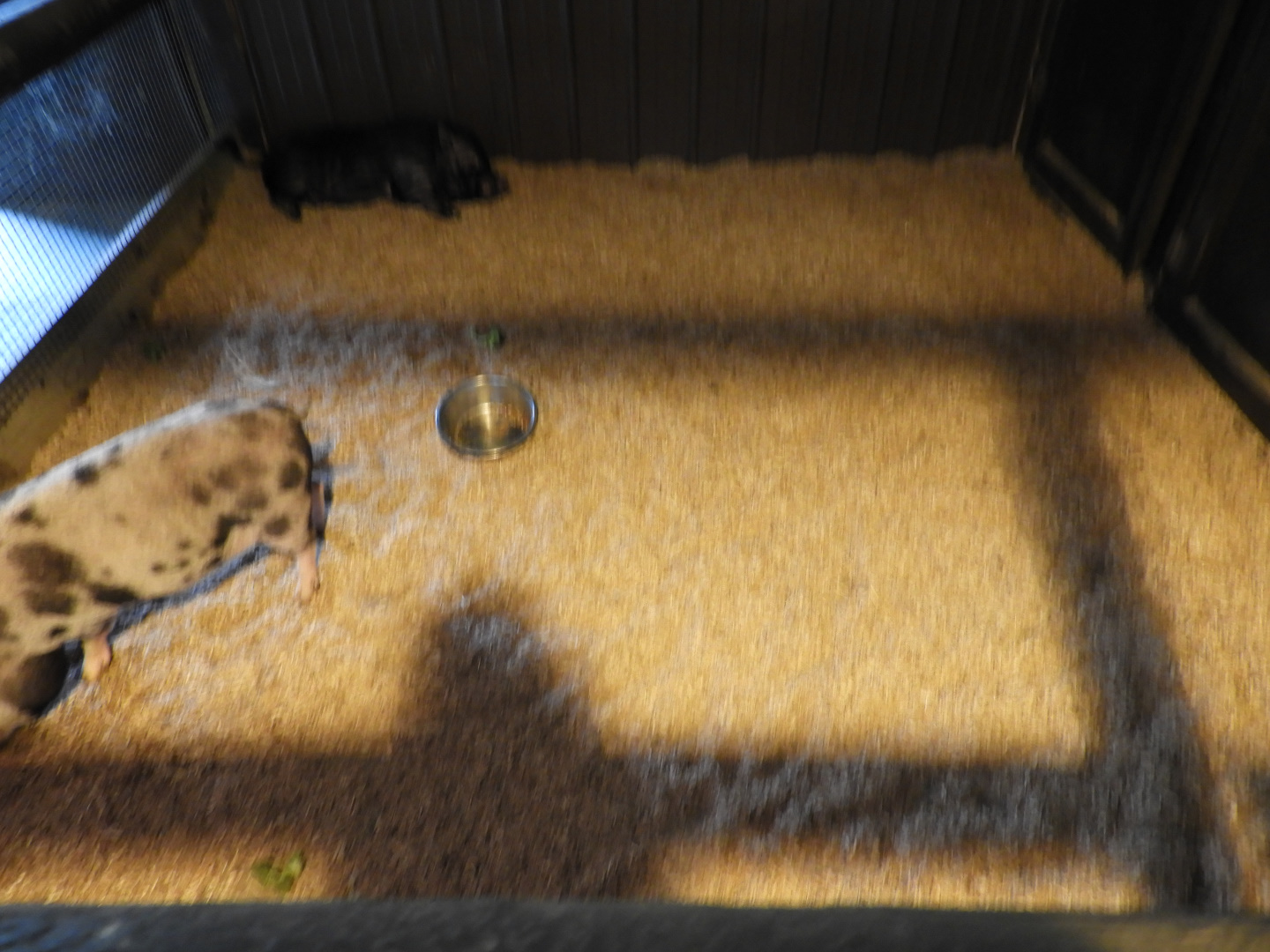 Domestic Pig exhibit - Baby Barn - Animal Gardens Petting Zoo