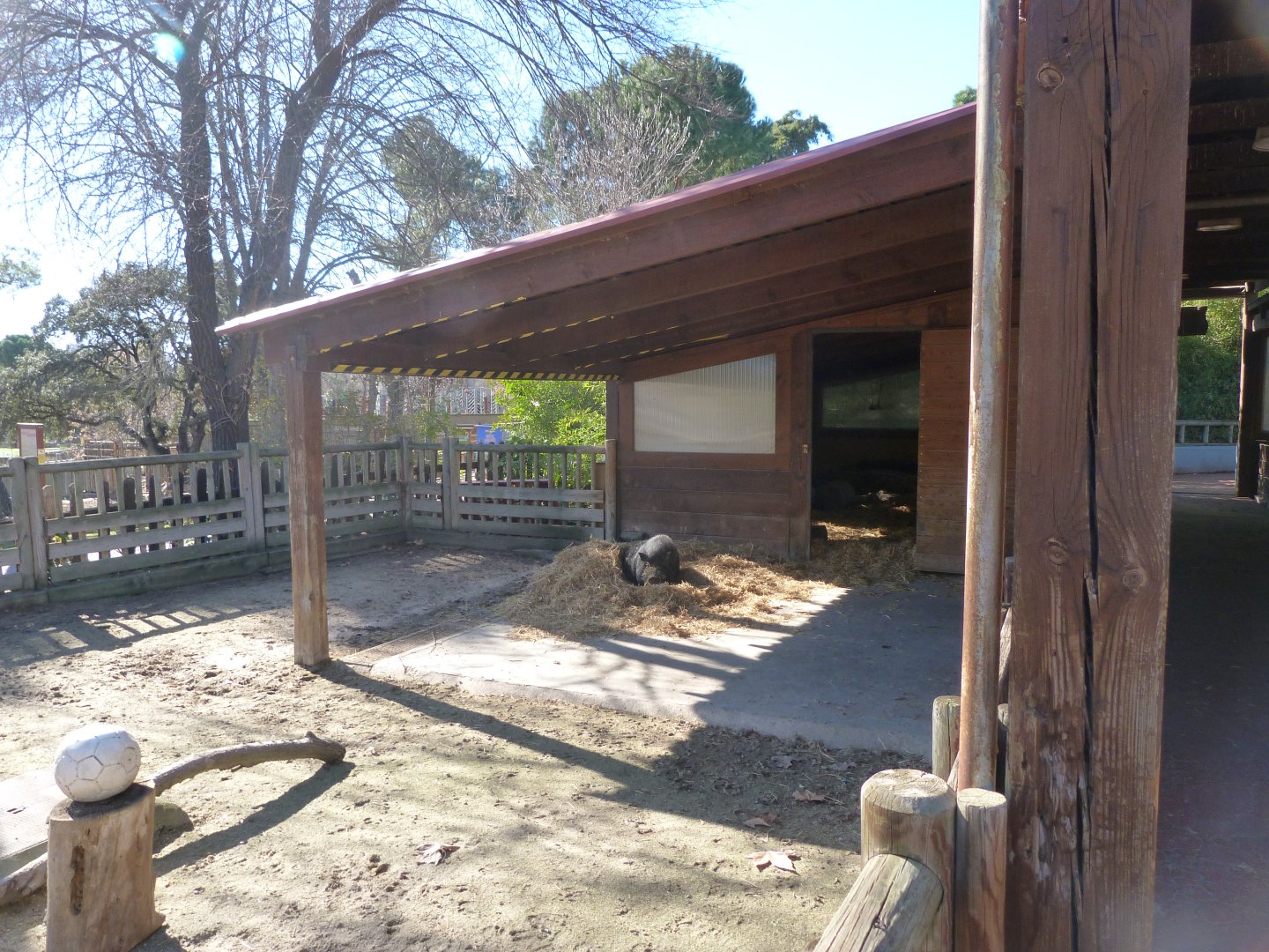 Domestic pig exhibit -Zoo Aquarium de Madrid (2025)