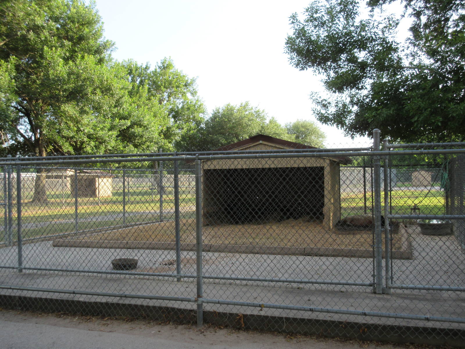 Domestic Pig Exhibit