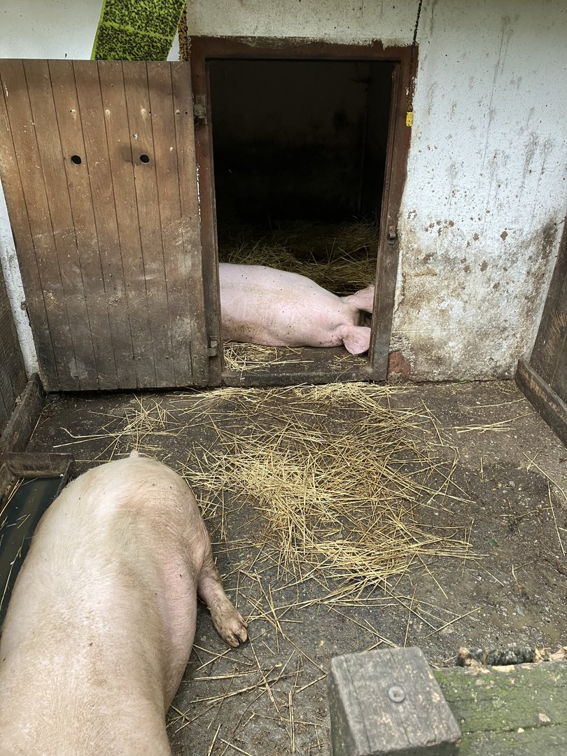 Domestic pig “hole”