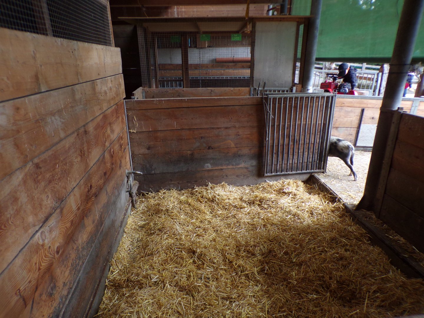 Domestic pig indoors 9.7.25