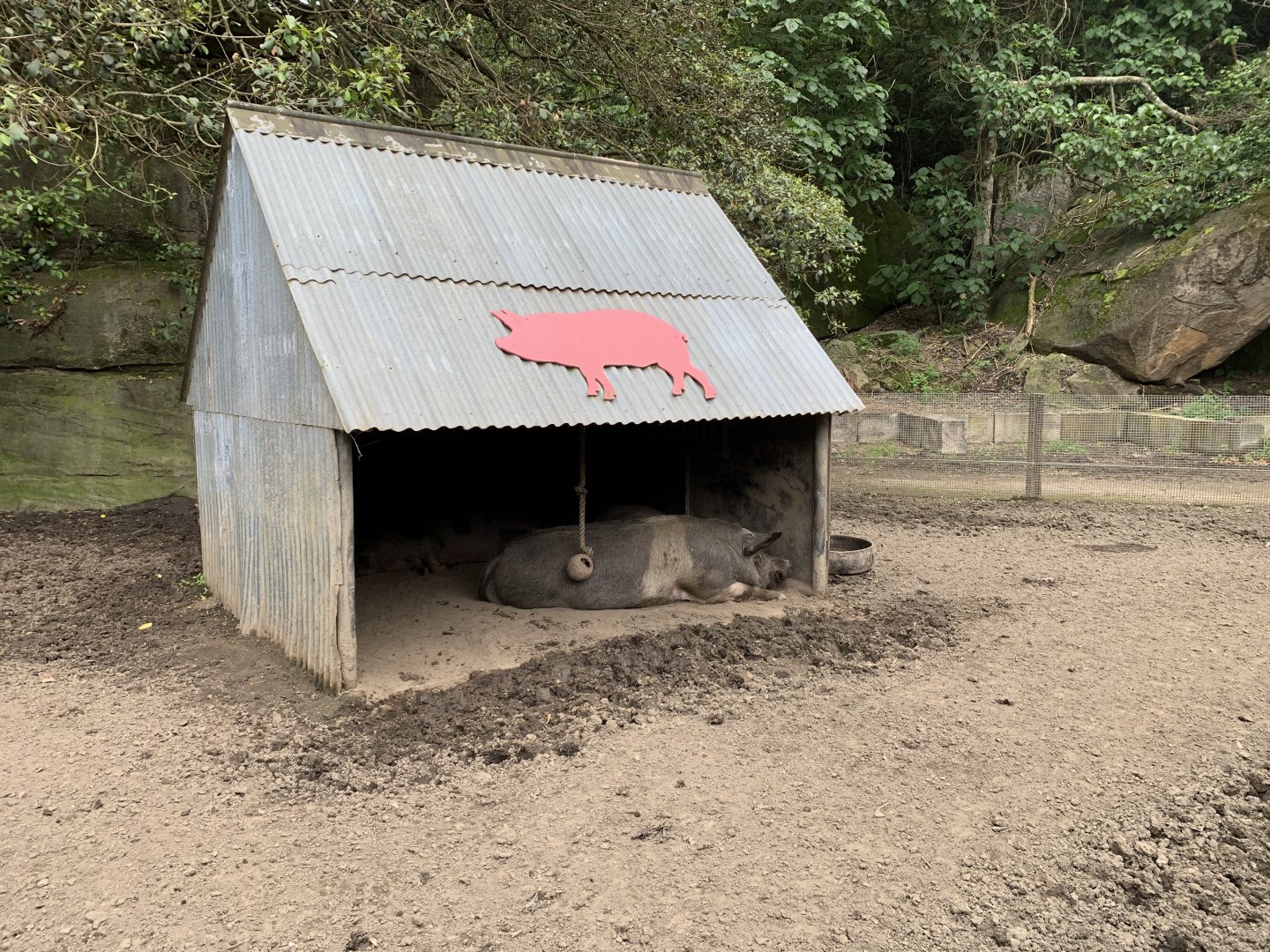 Domestic Pig Pen