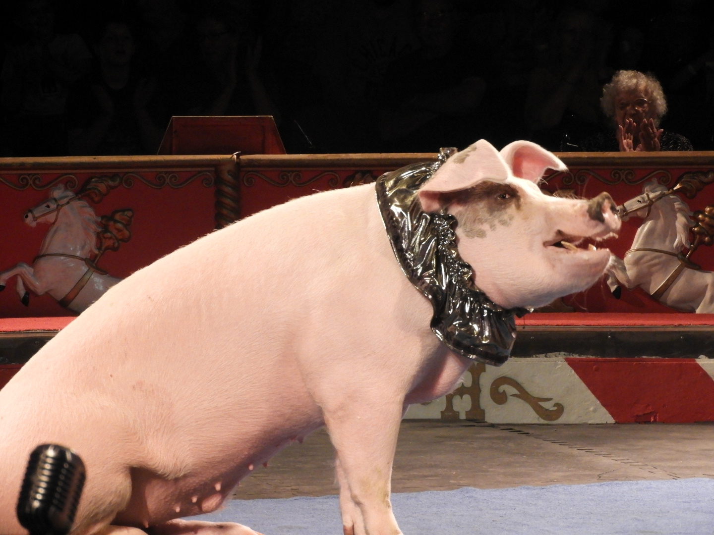 Domestic Pig (Sus scrofa domesticus) - Circus World Museum