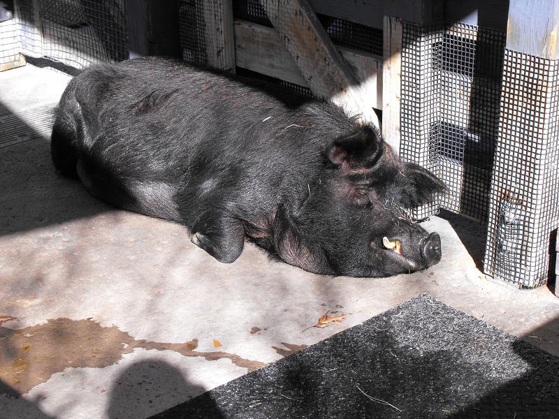 Domestic Pig (Sus scrofa domesticus)