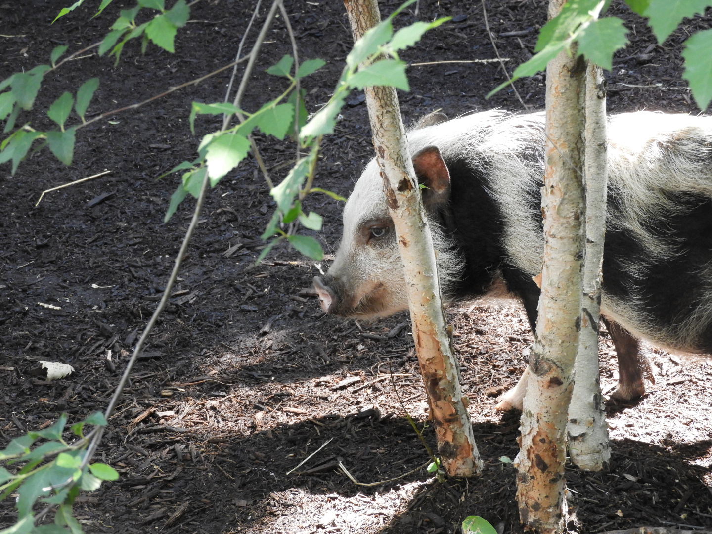 Domestic Pig (Sus scrofa domesticus)