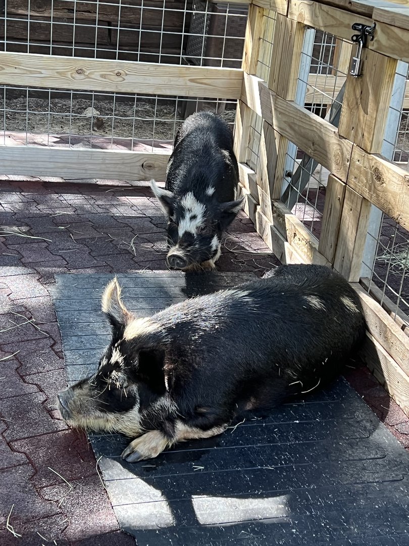 Domestic Pig (Sus scrofa domesticus)