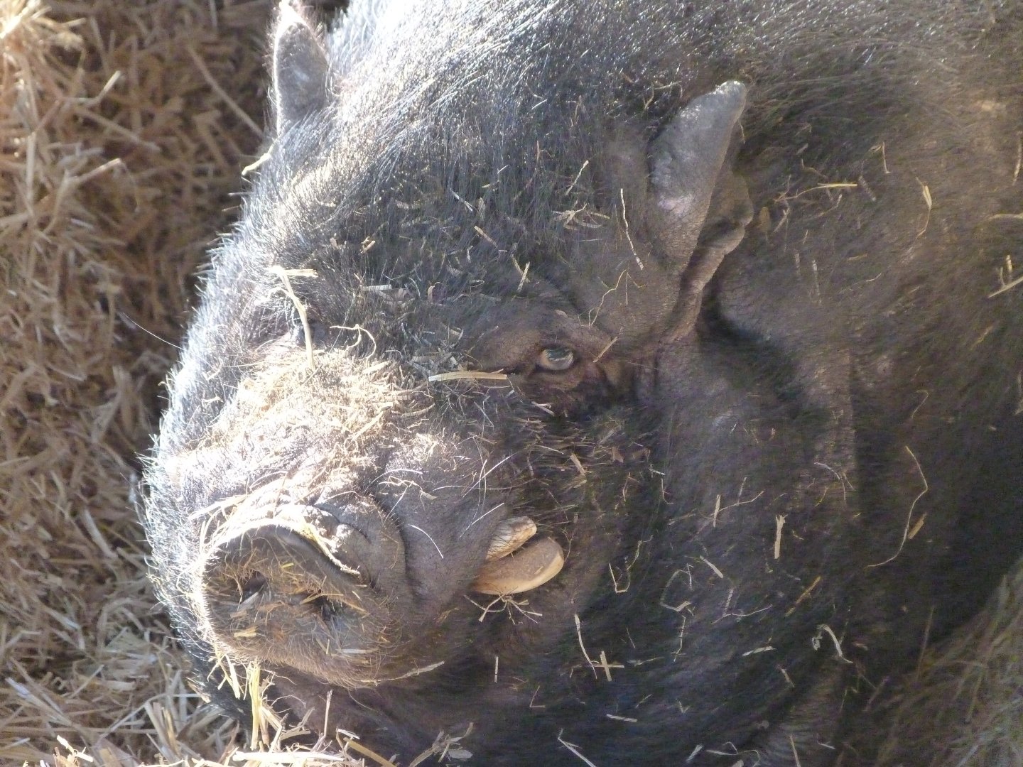 Domestic pig -Zoo Aquarium de Madrid (2025)