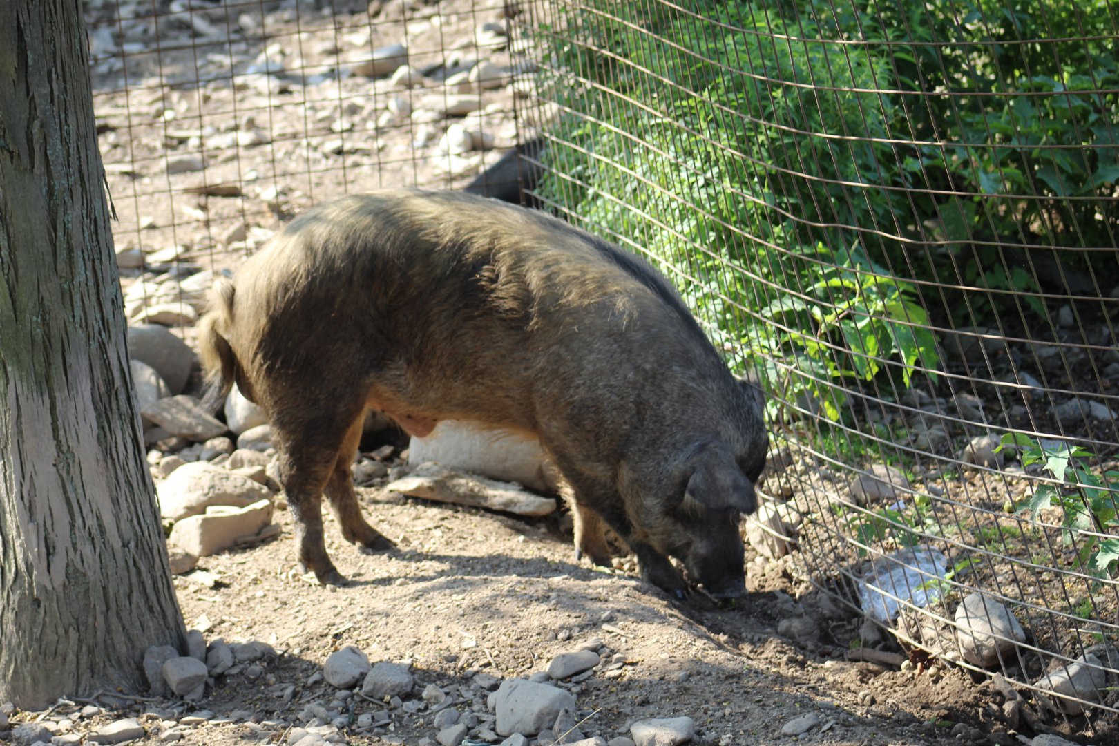 Domestic Pig