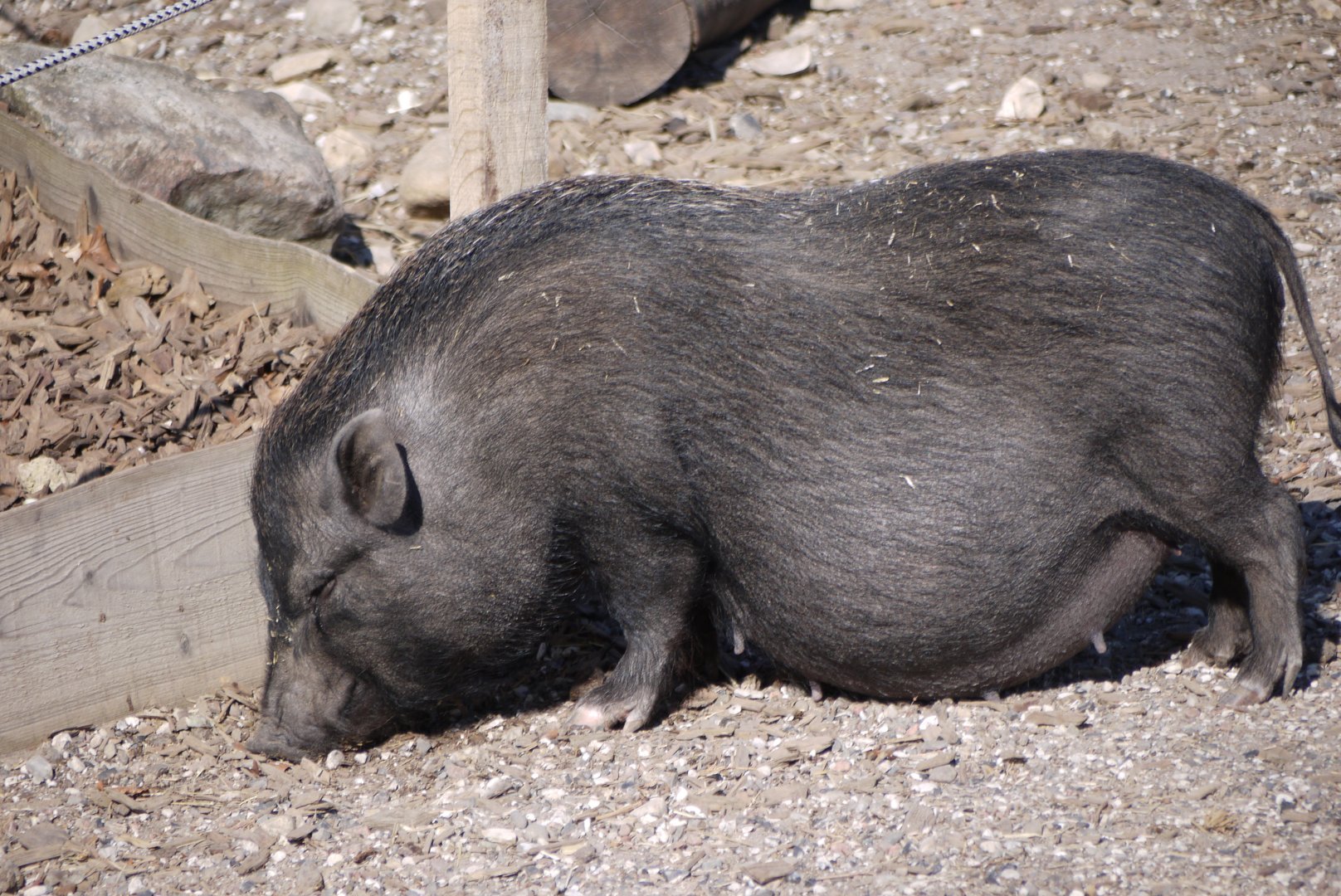Domestic Pig