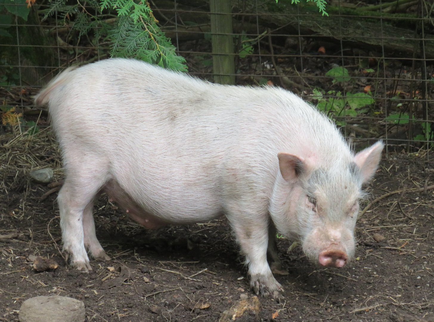 Domestic pig