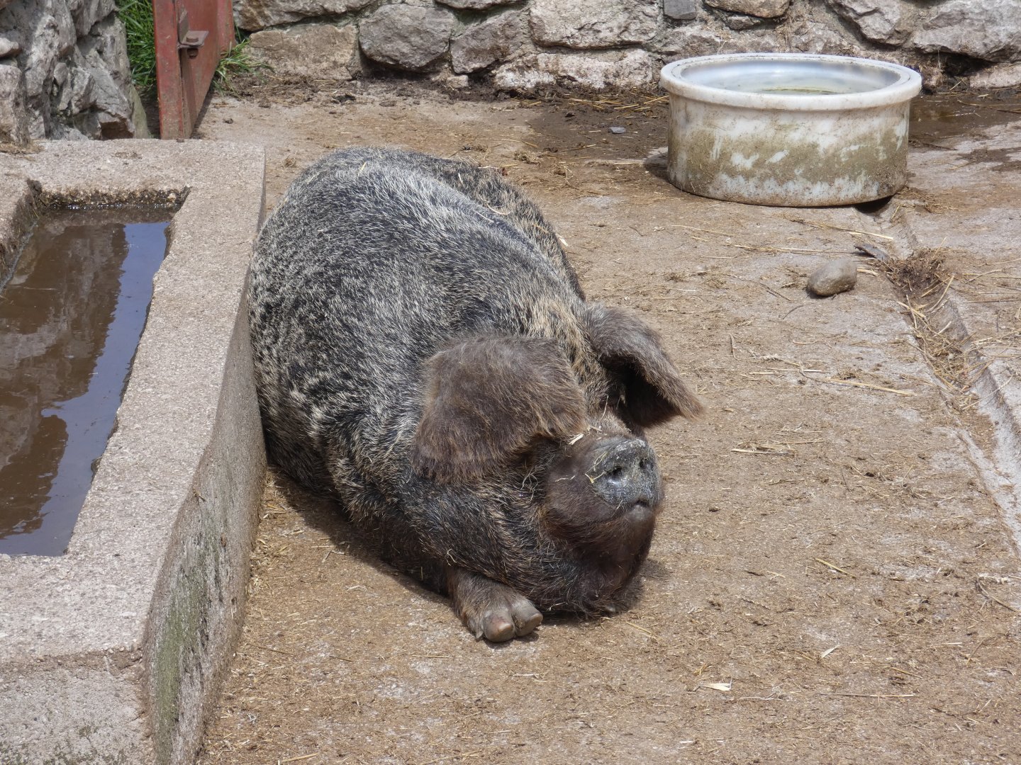 Domestic pig