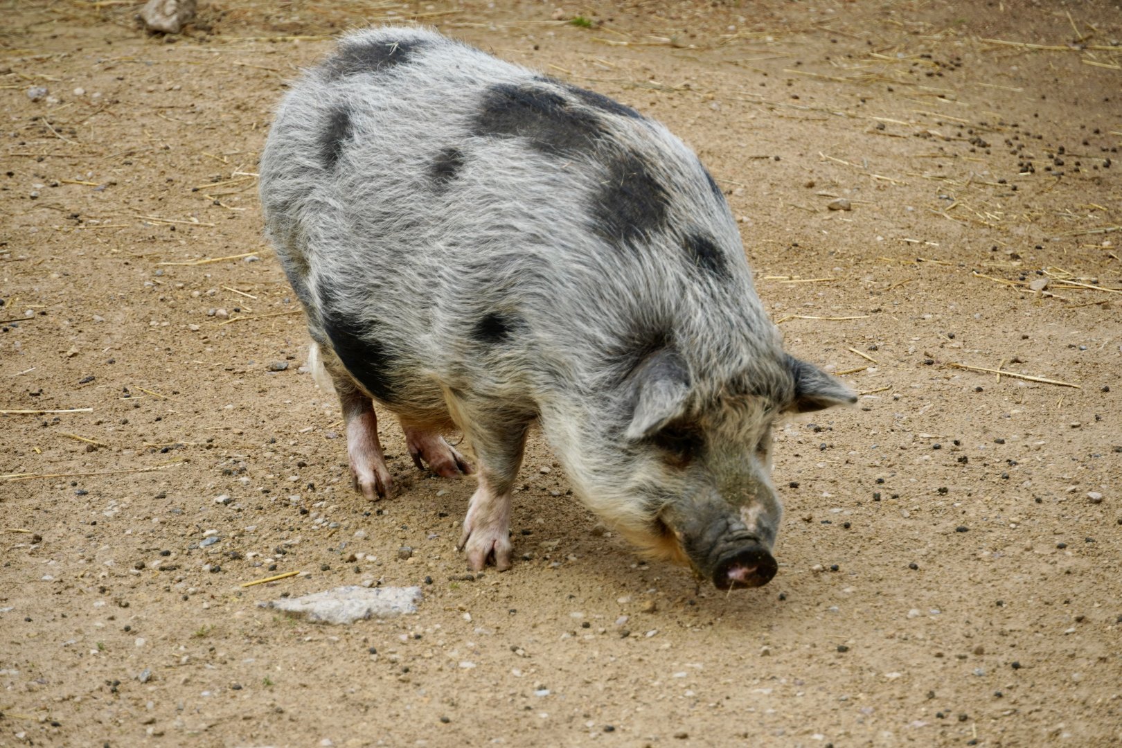 Domestic Pig