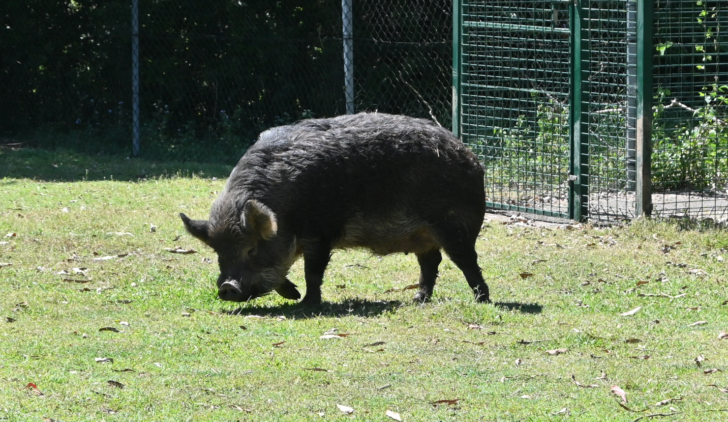 Domestic Pig