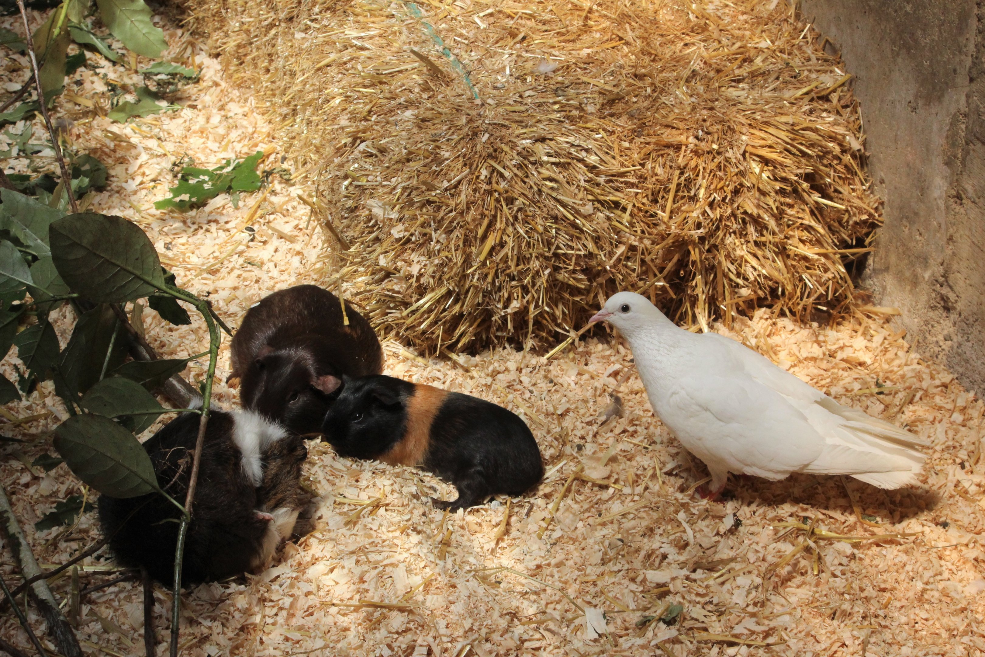 Domestic Pigeon and Guinea pigs