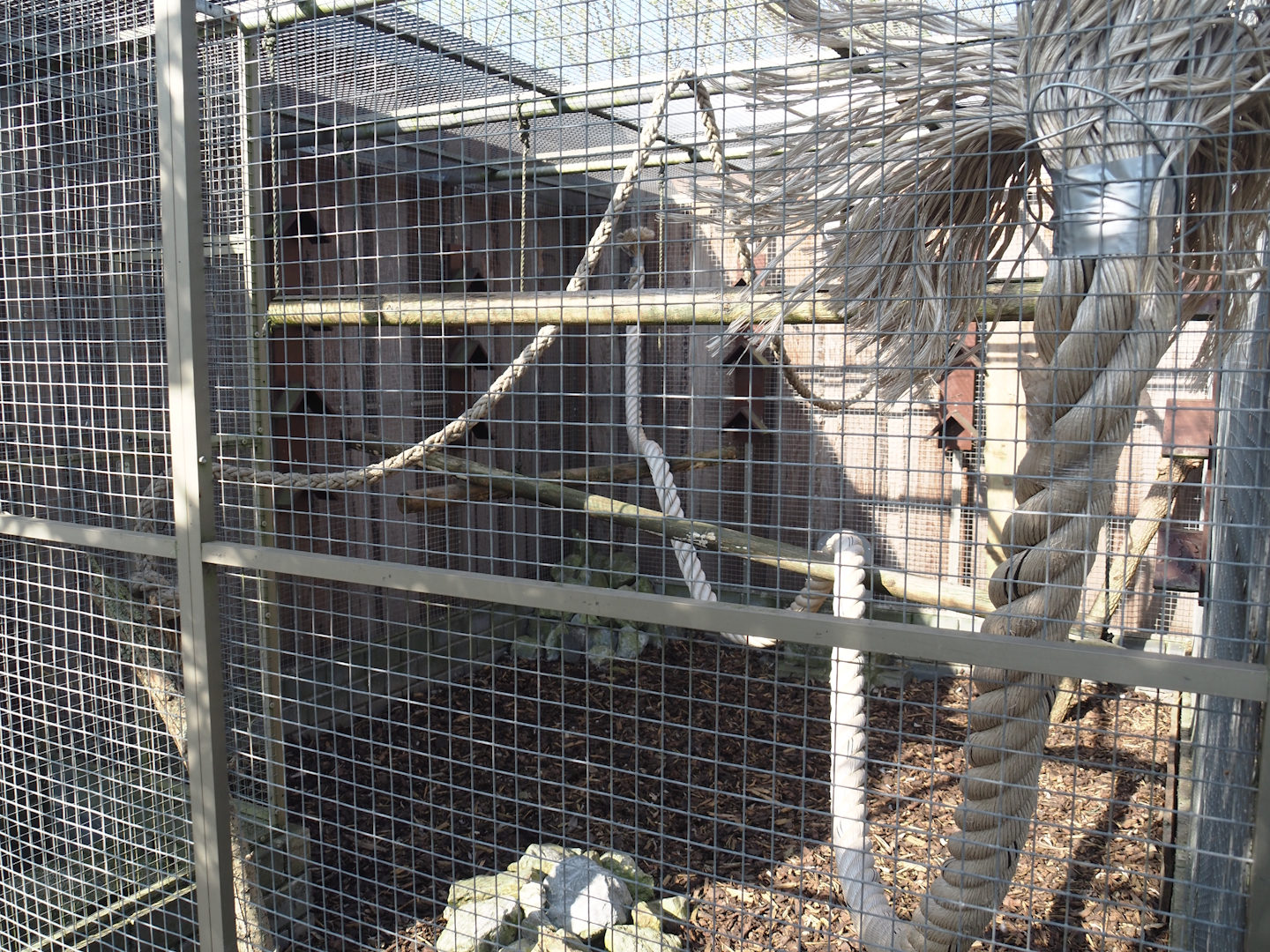 Domestic pigeon aviary, 2025-04-12