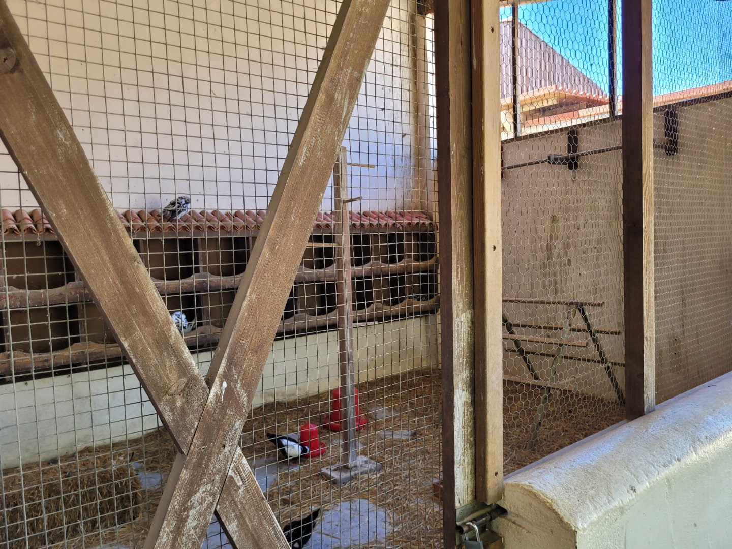 Domestic pigeon exhibit -Sendaviva (2024)