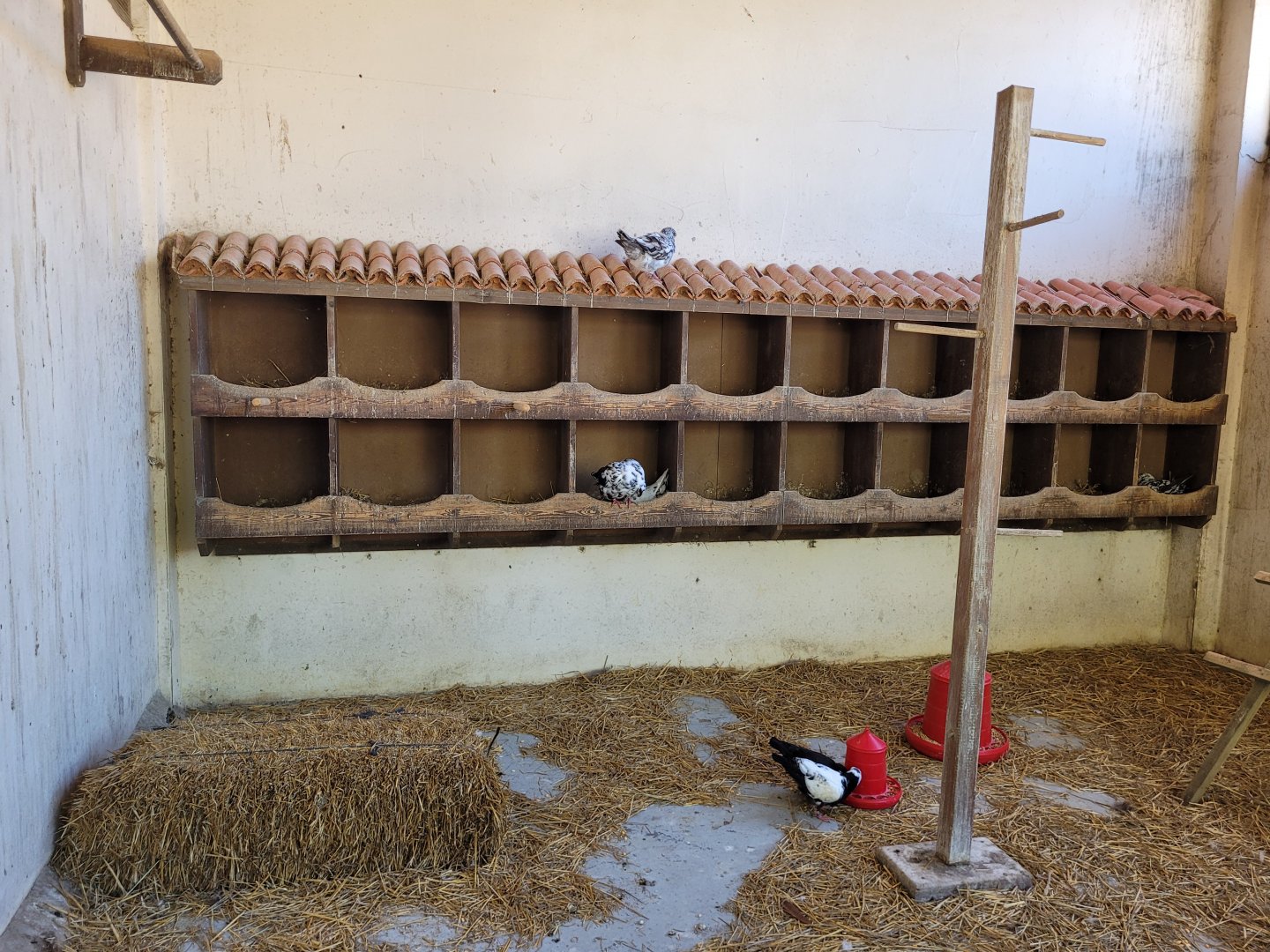 Domestic pigeon exhibit -Sendaviva (2024)