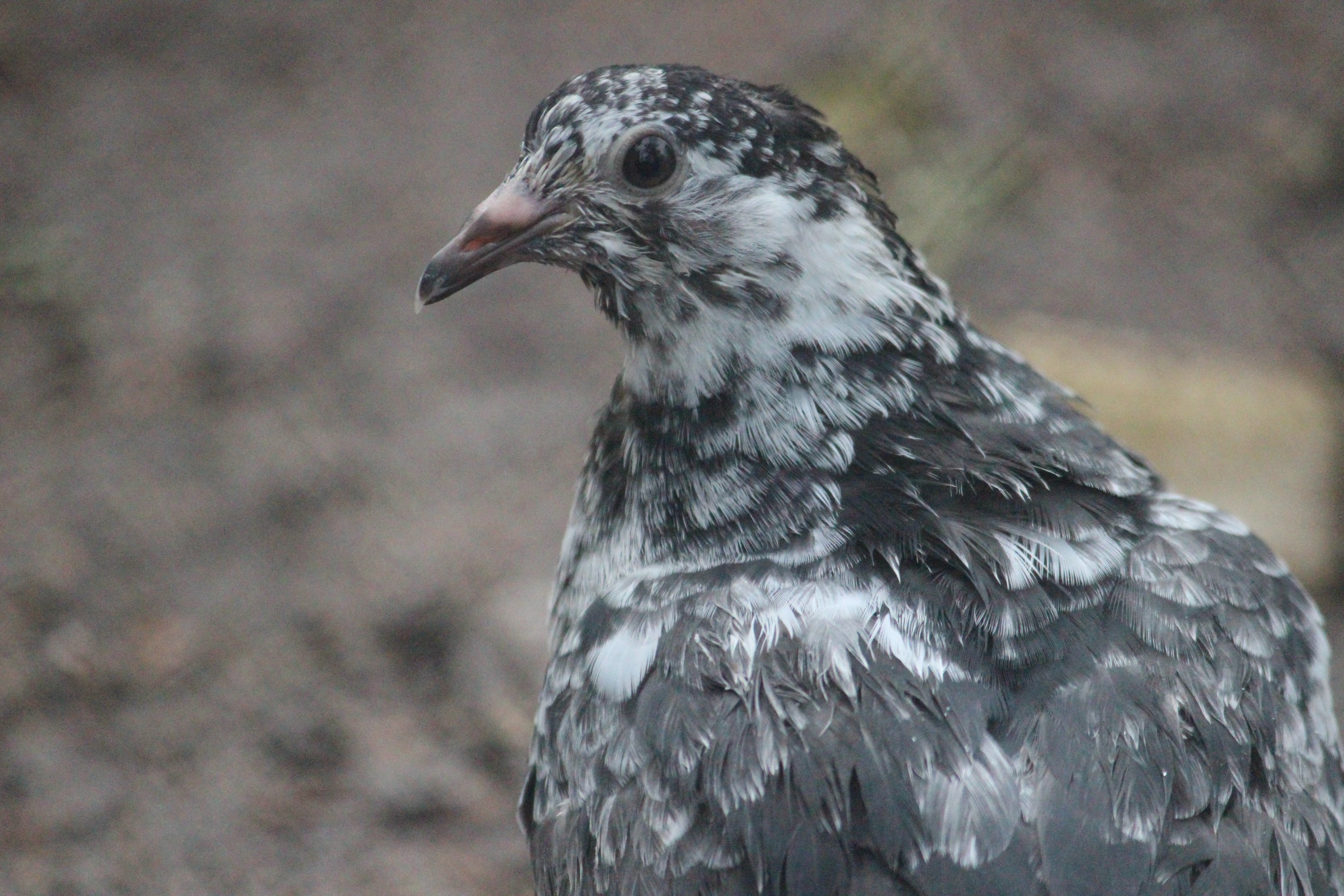 Domestic Pigeon juvenile, Queen Elizabeth Park Aviary (Masterton)