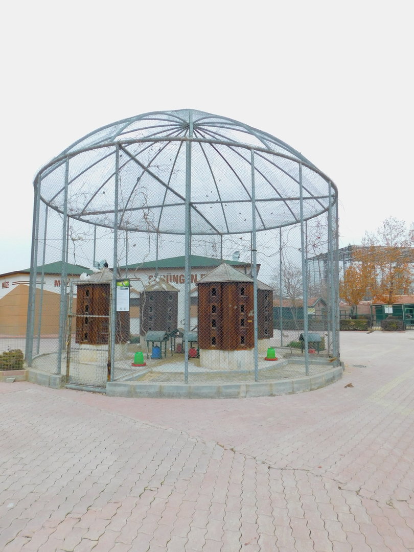 Domestic Pigeon Karatay Zoo