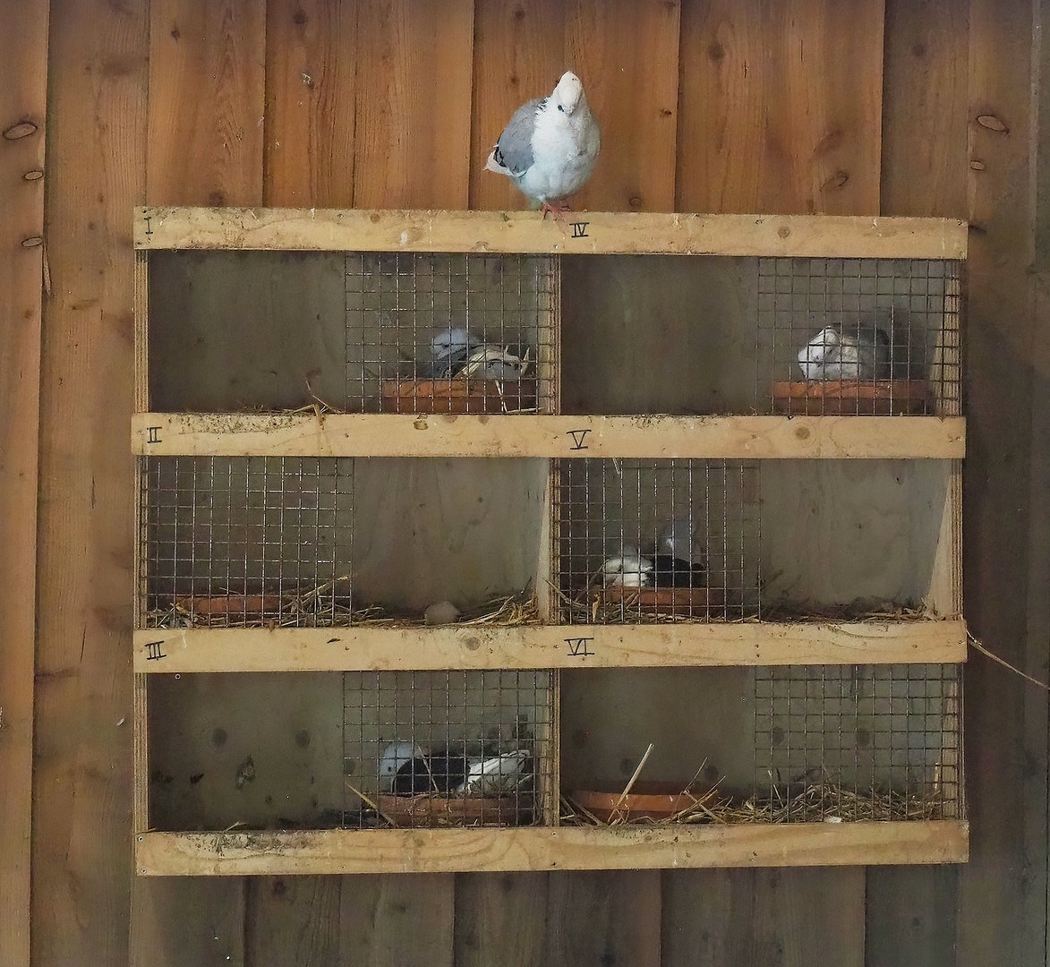 Domestic pigeon nests, 2022-08-20