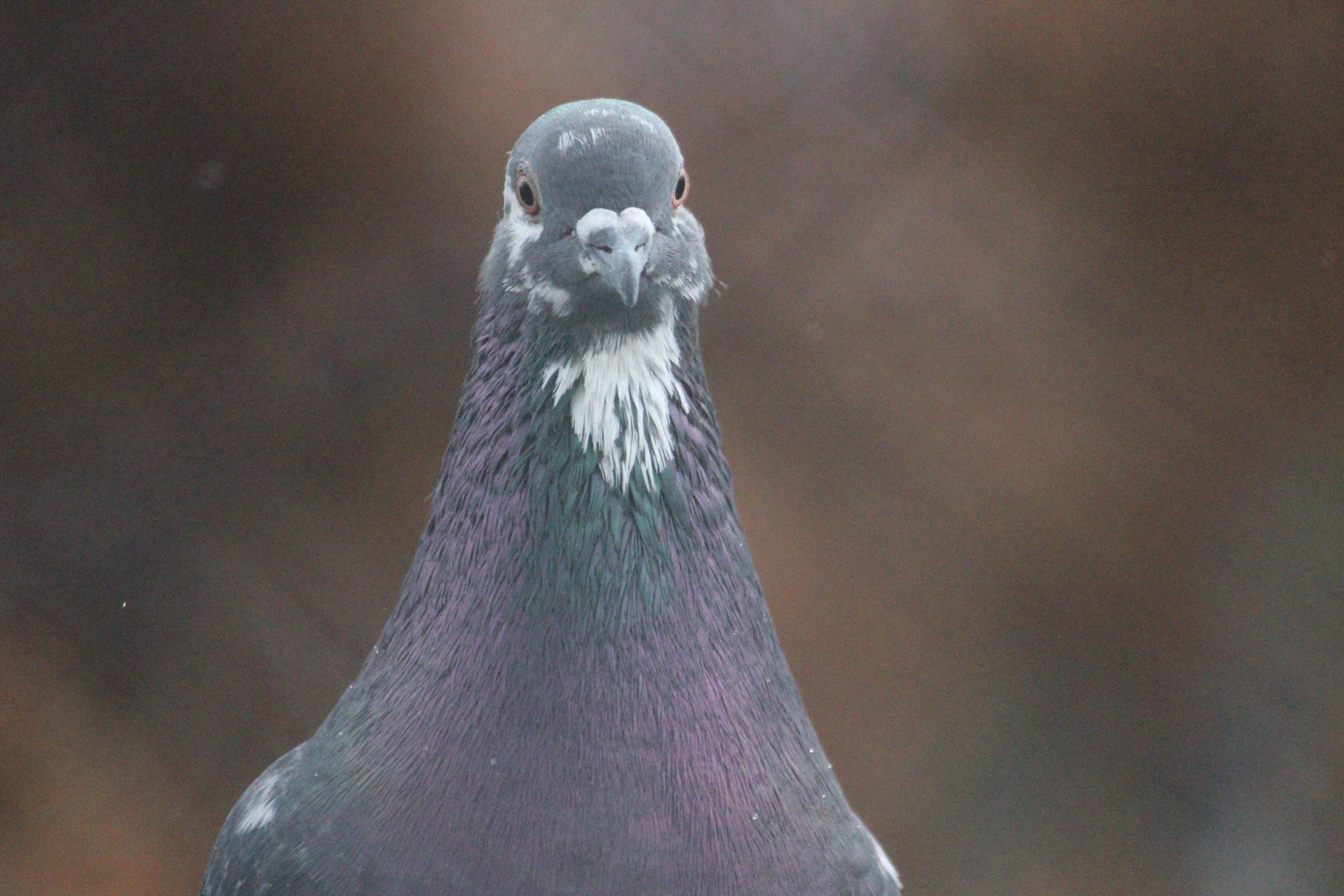 Domestic Pigeon, Queen Elizabeth Park Aviary (Masterton)