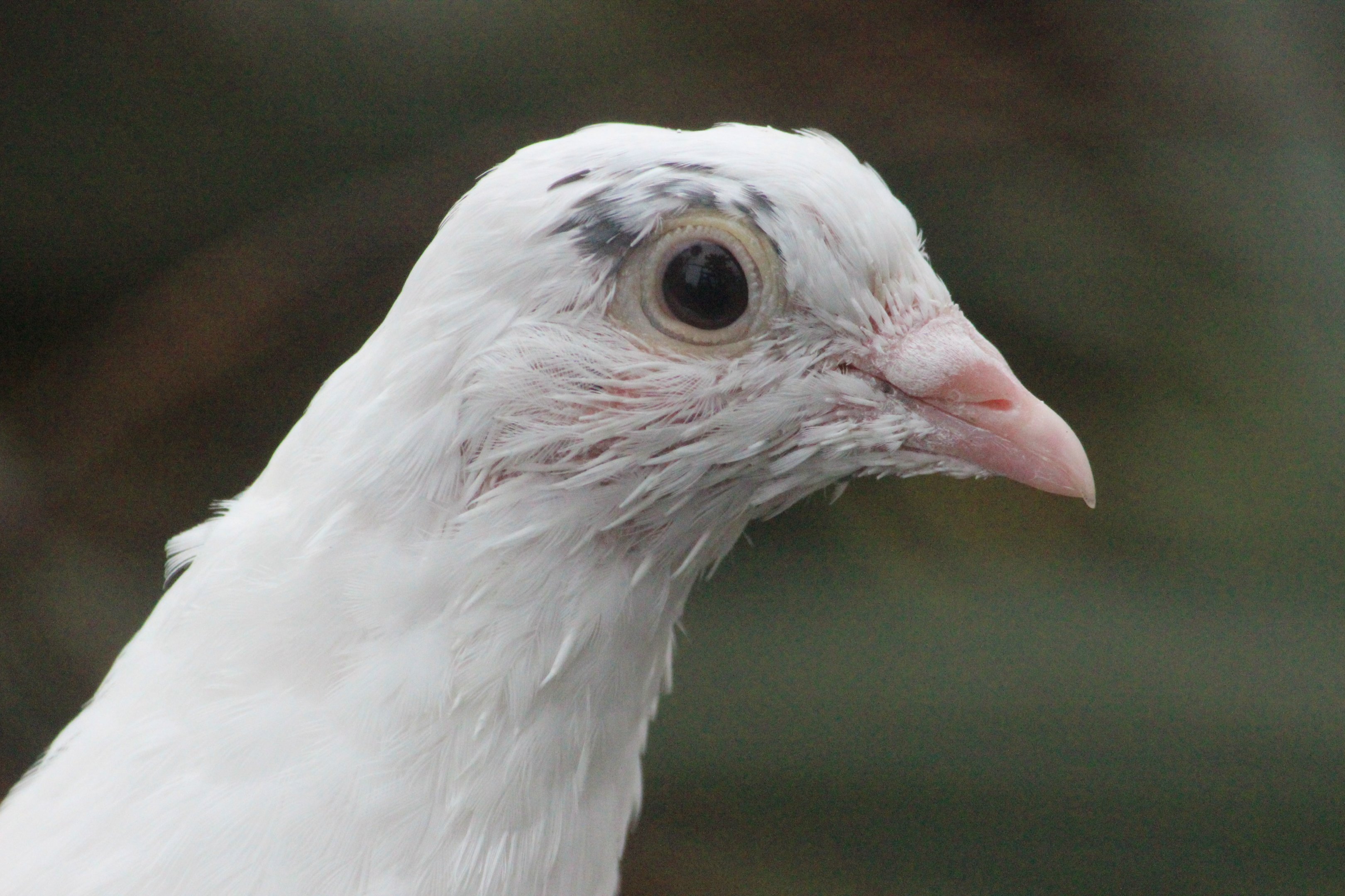 Domestic Pigeon, Queen Elizabeth Park Aviary (Masterton)