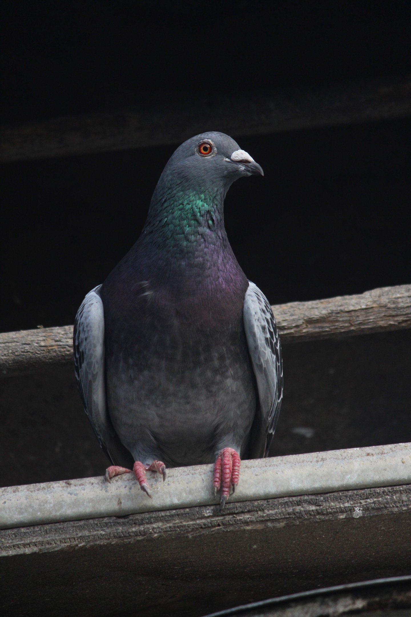 Domestic Pigeon, Virginia Lake Aviary
