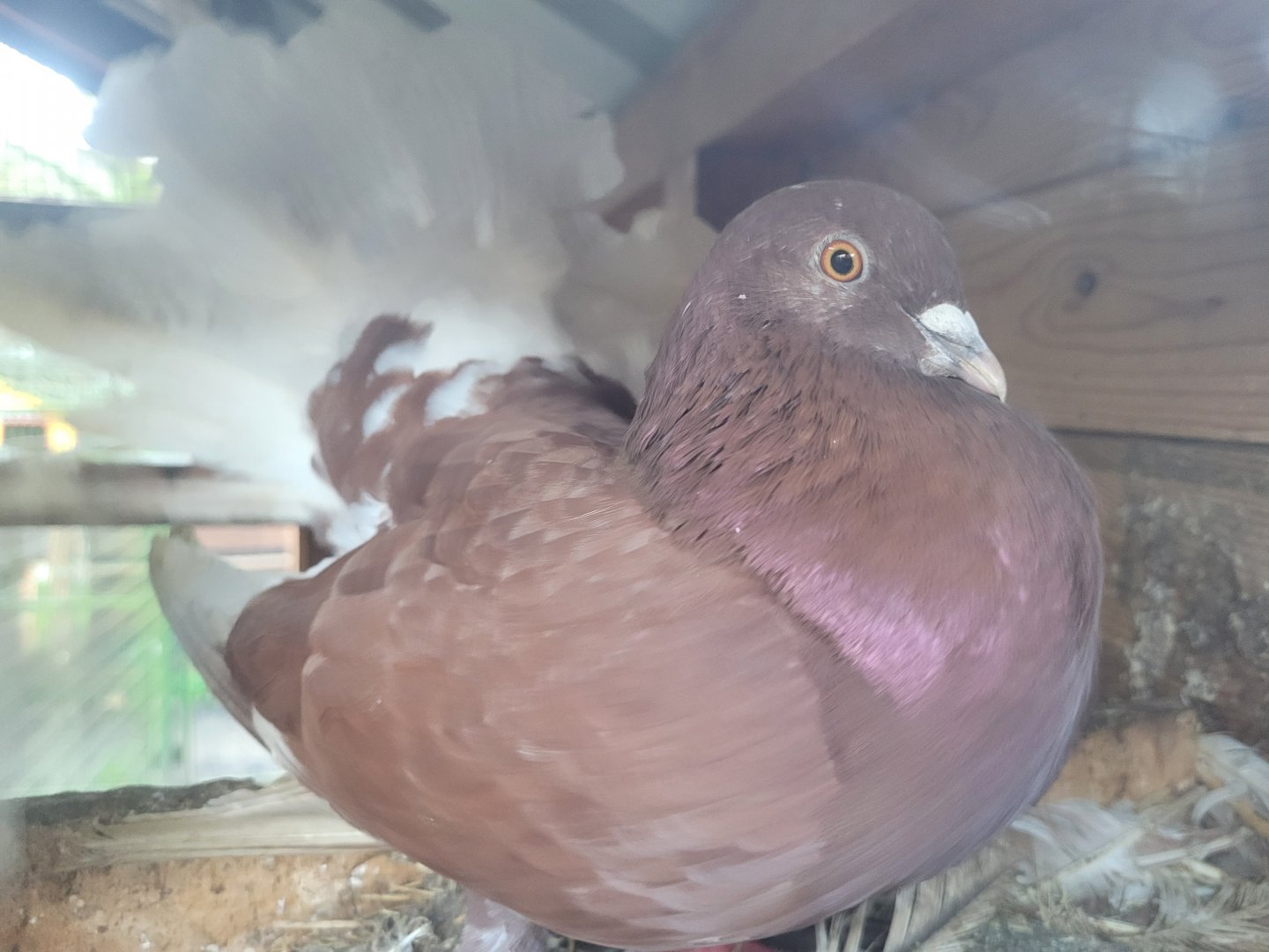 Domestic pigeon -Zoo de Santillana del Mar (2023)