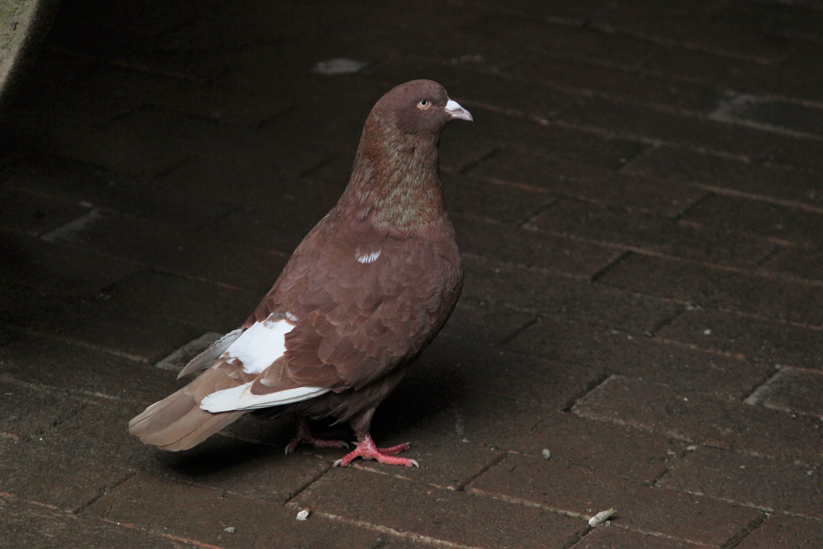 Domestic Pigeon