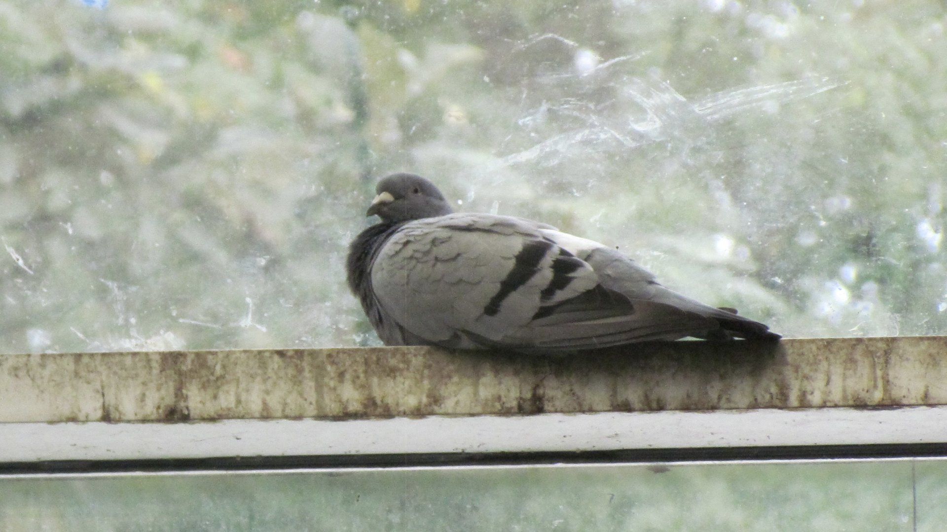Domestic Pigeon