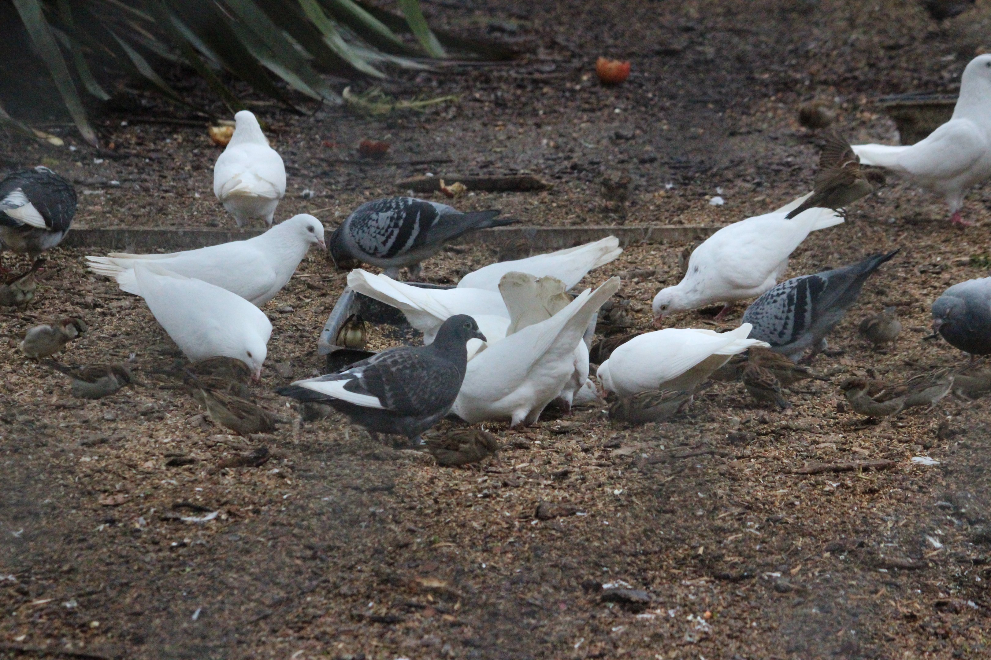 Domestic pigeons and house sparrows, Queen Elizabeth Park Aviary (Masterton)