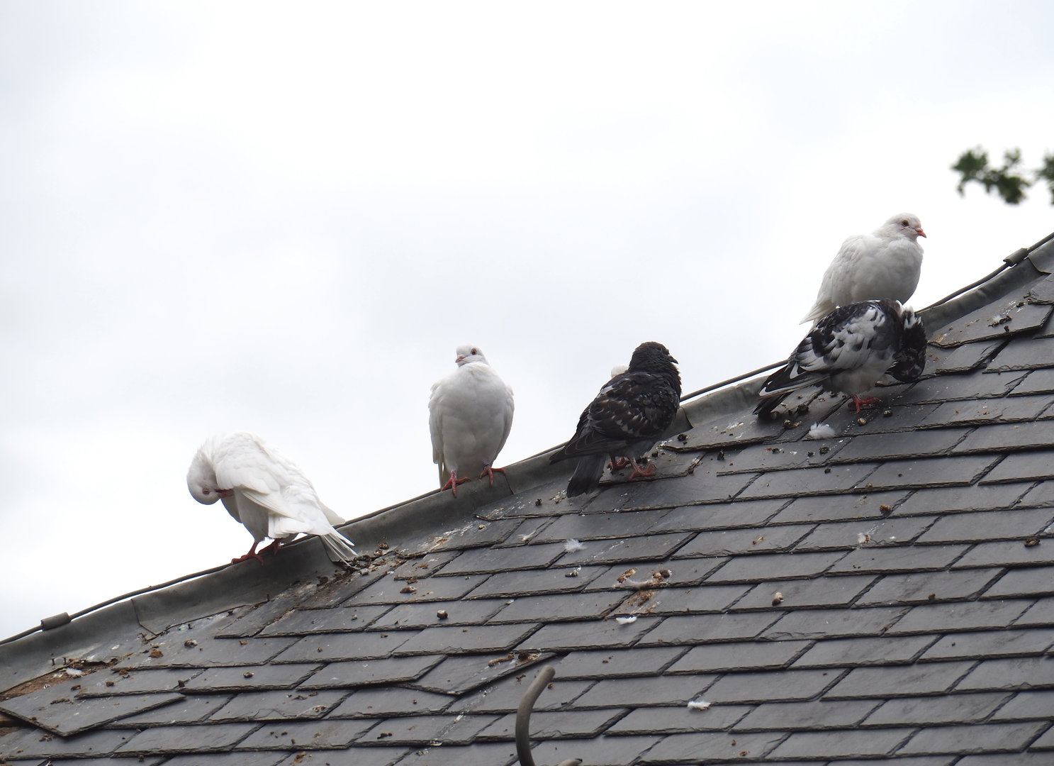 Domestic pigeons (Columba livia domestica), 2022-09-15