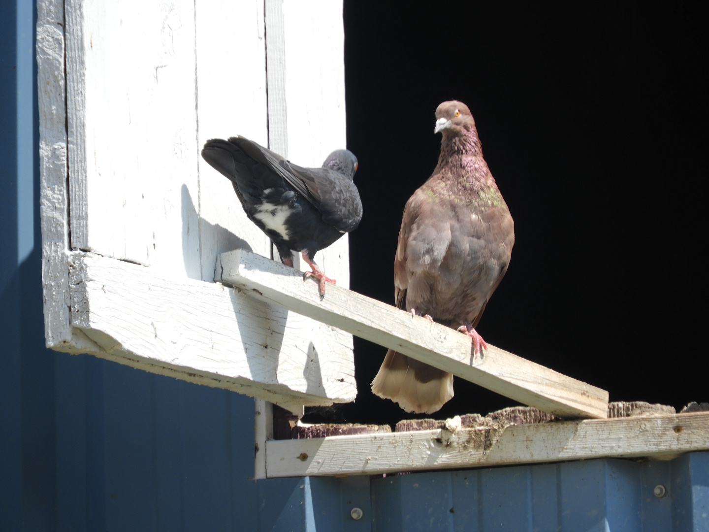 Domestic Pigeons (Columba livia domestica)